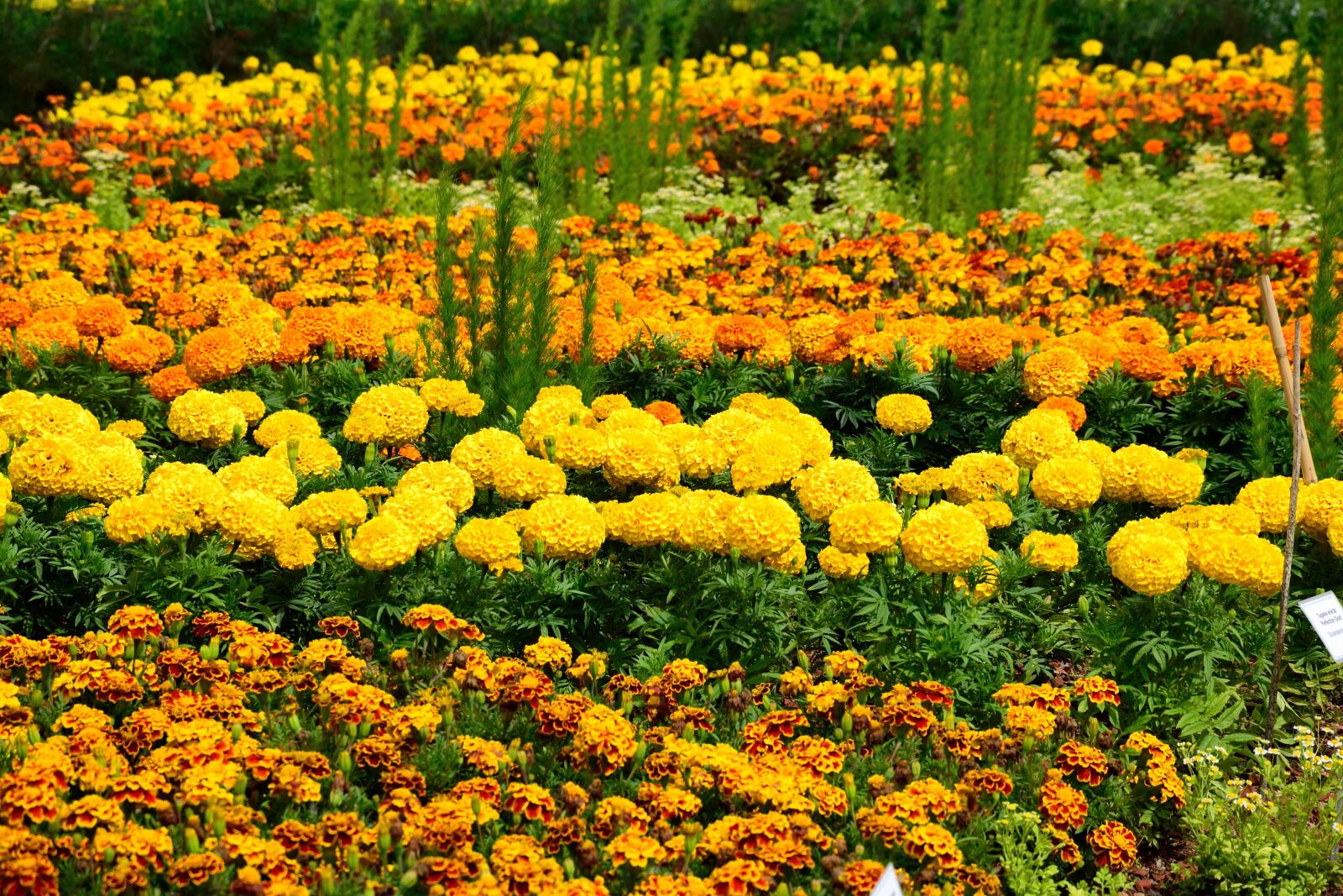 Nikon D3300 sample photo. Flower bed, yellow orange photography