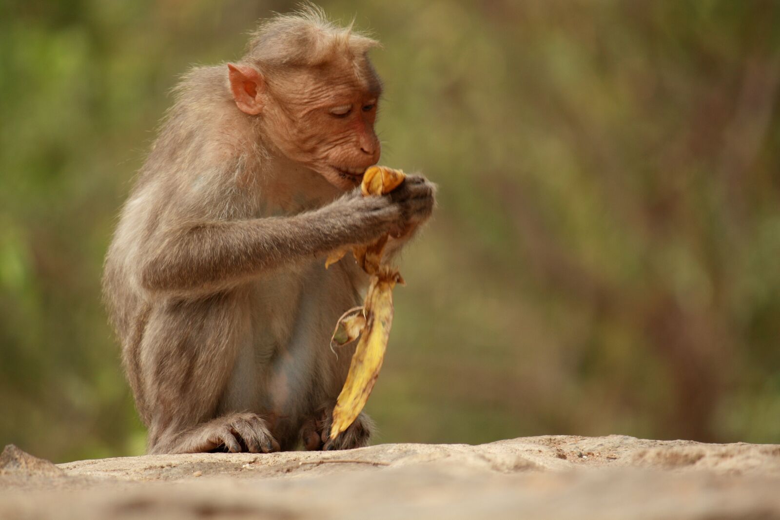 Canon EOS 1000D (EOS Digital Rebel XS / EOS Kiss F) sample photo. Wildlife, monkey, nature photography