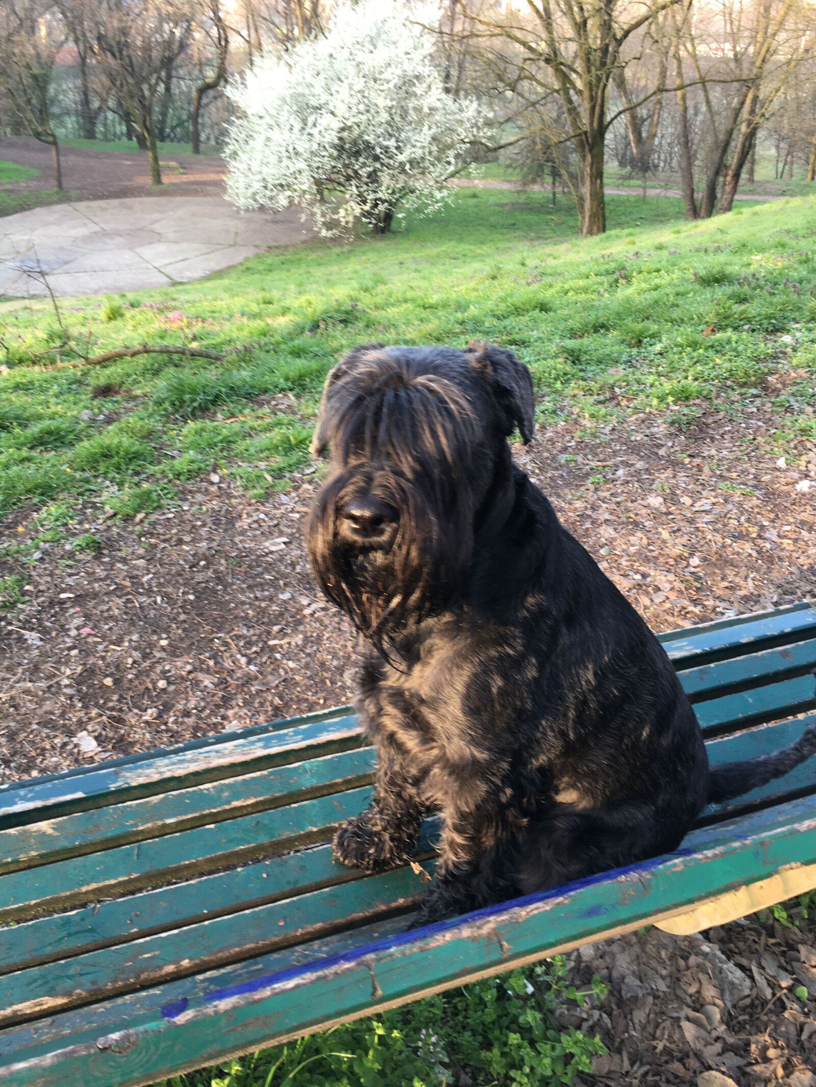 Apple iPhone 6s sample photo. Sittingdog, schnauzer, black photography
