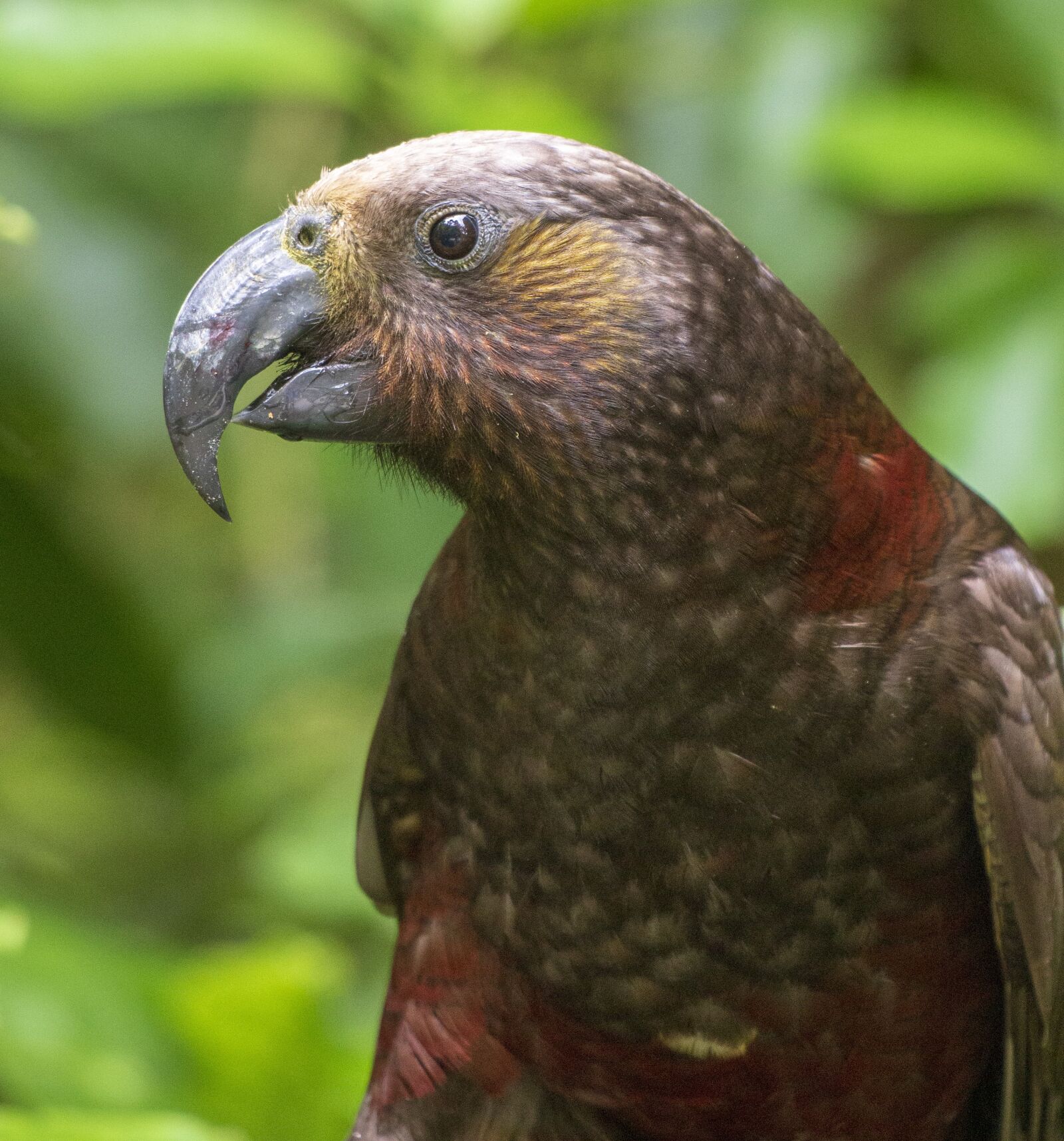 Canon EF 70-300 F4-5.6 IS II USM sample photo. Parrot, native, new zealand photography