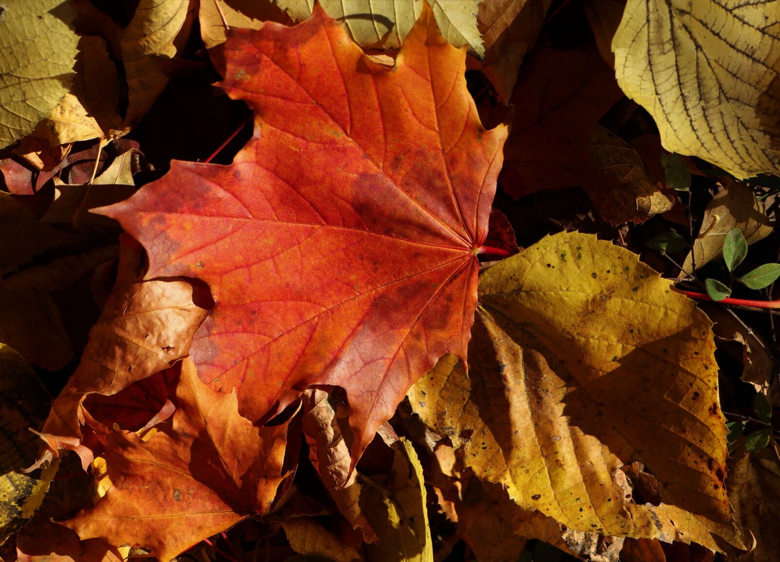 Canon EOS M6 sample photo. Foliage, october, in the photography