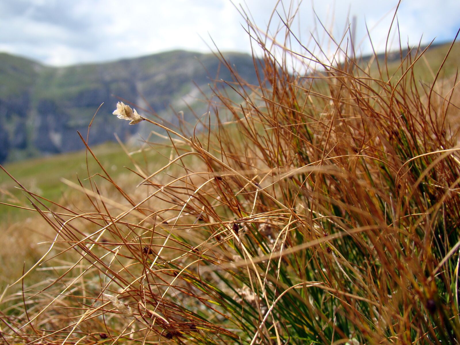 Sony Cyber-shot DSC-H50 sample photo. Dry grass, grass, mountains photography