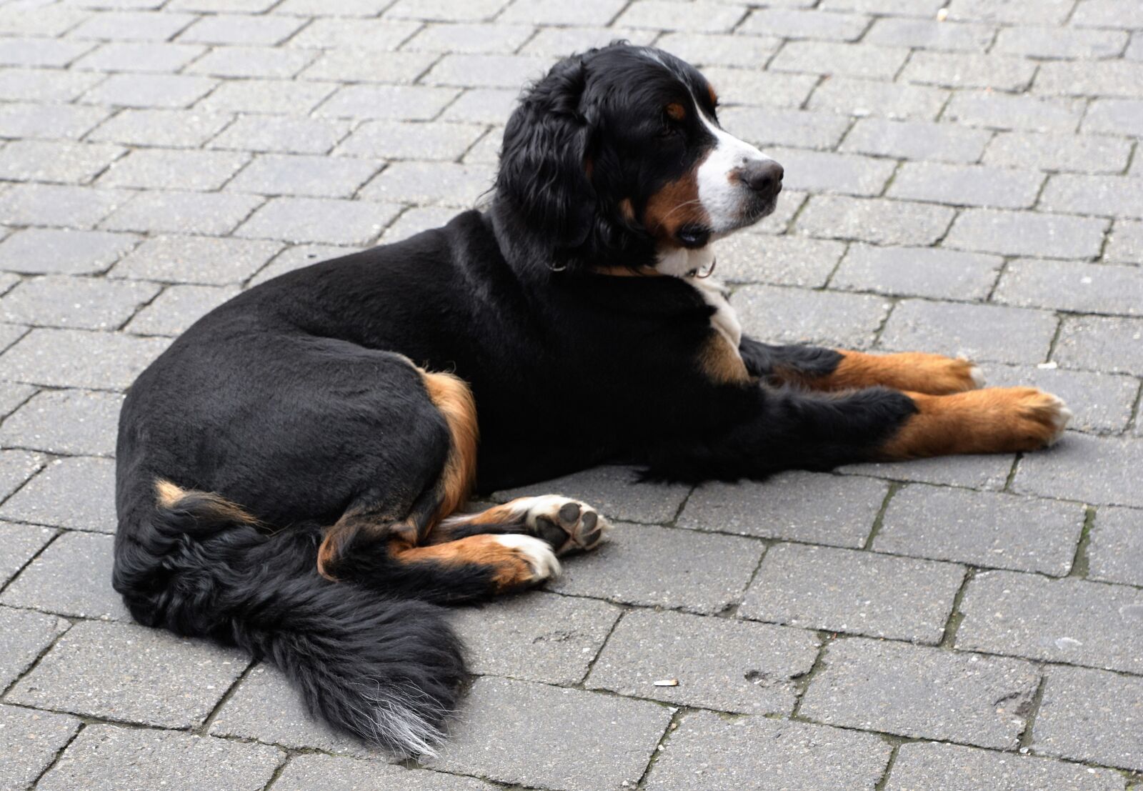Sony ILCA-77M2 + Sony DT 16-50mm F2.8 SSM sample photo. Dog, animal, black photography