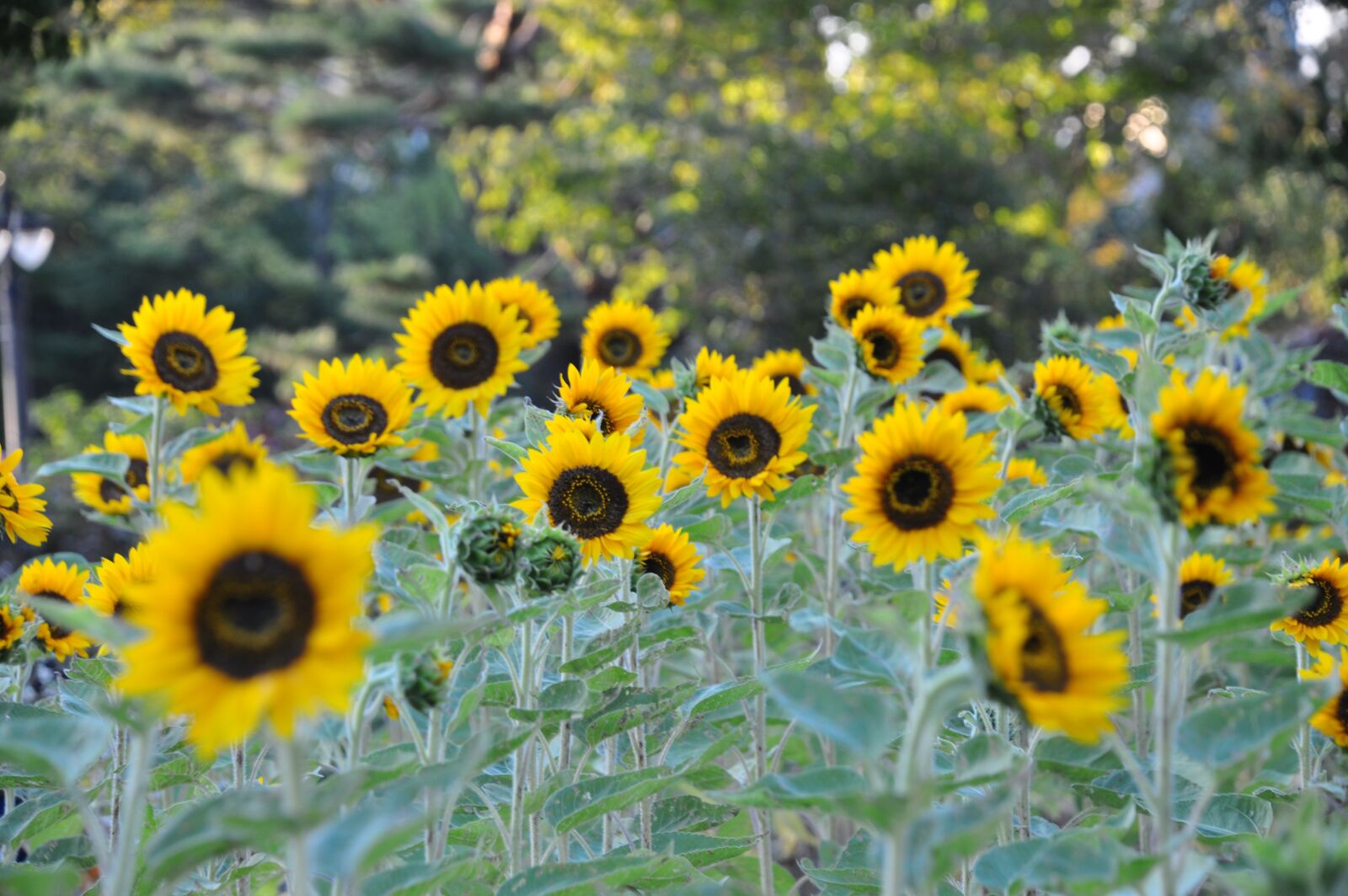 Nikon D90 sample photo. Fall flowers, sunflower, korea photography