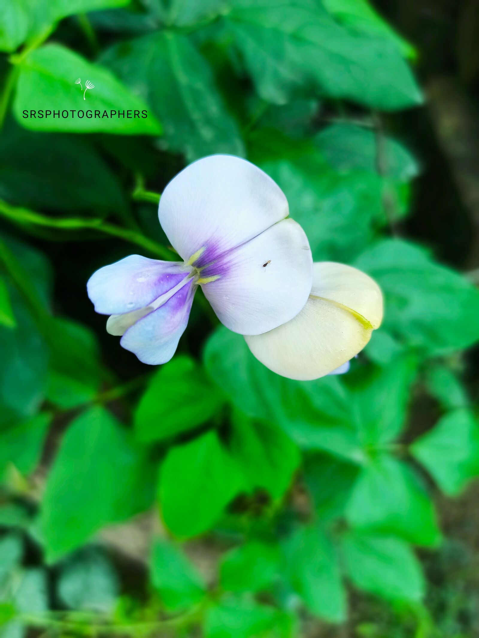 Xiaomi Redmi Note 8 Pro sample photo. A small worm, sit photography
