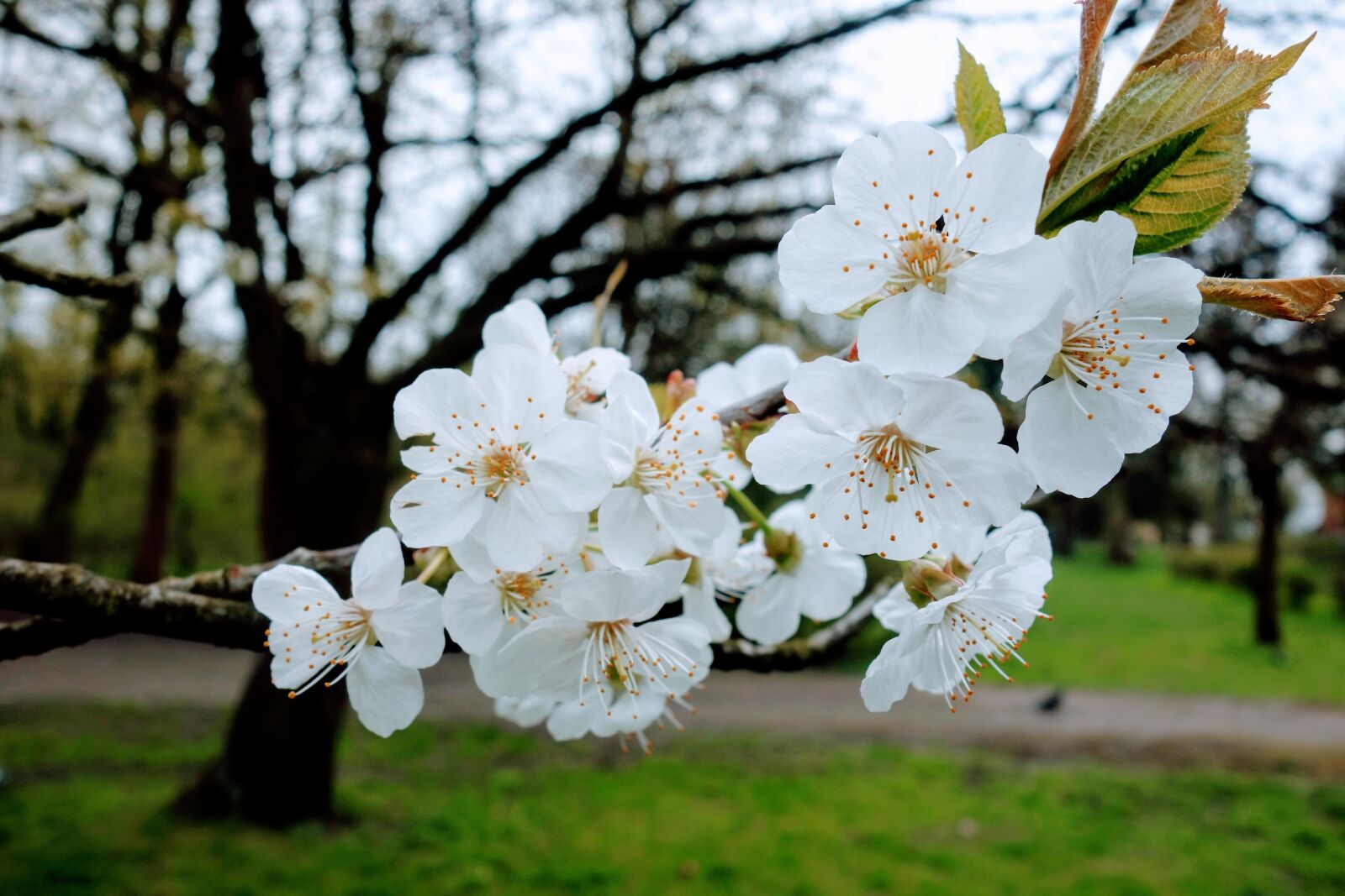 Sony Cyber-shot DSC-RX100 sample photo. Flower, tree, plant photography
