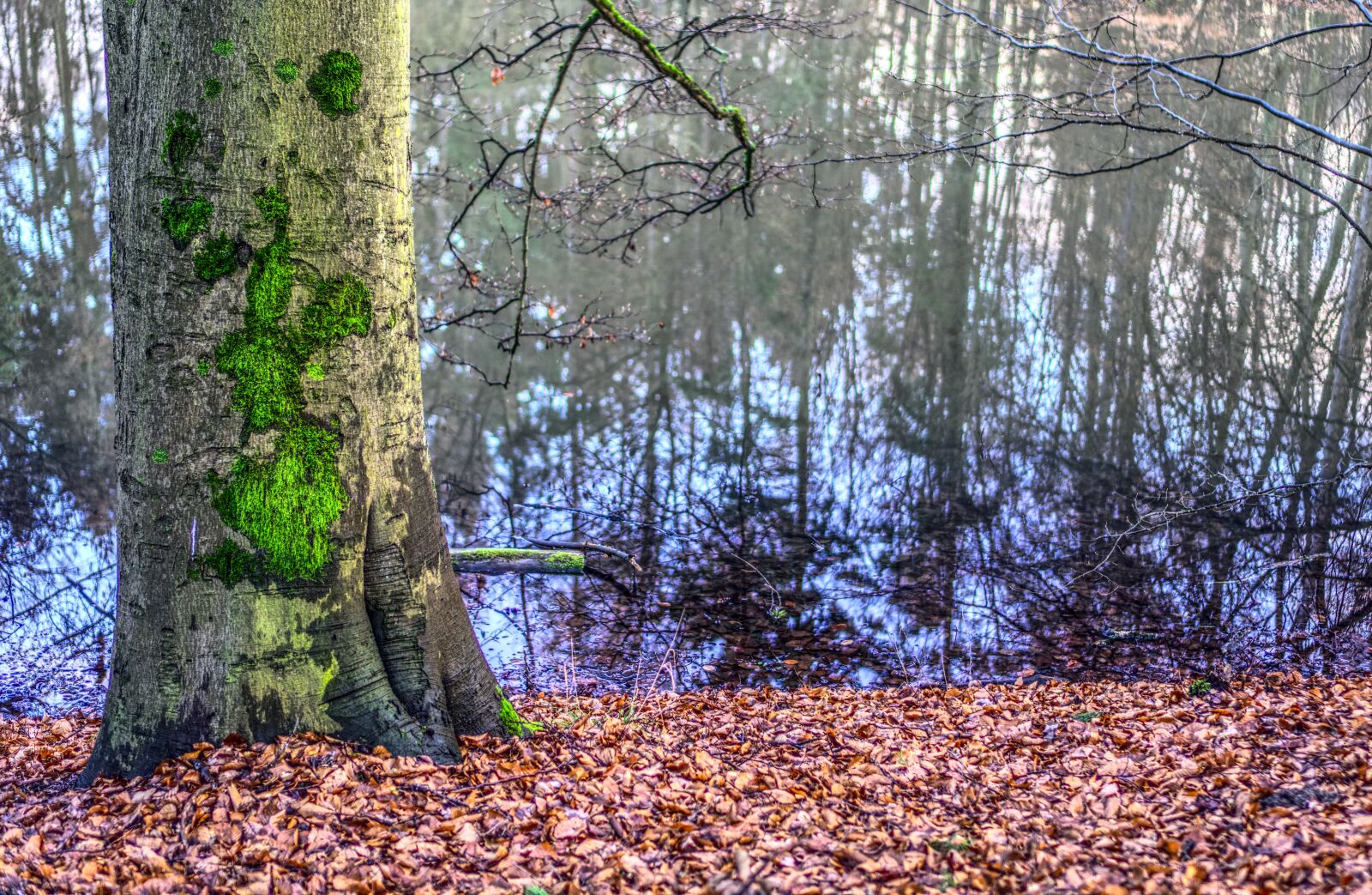 Sony a6000 + Sony E 35mm F1.8 OSS sample photo. Tree, nature, wood photography