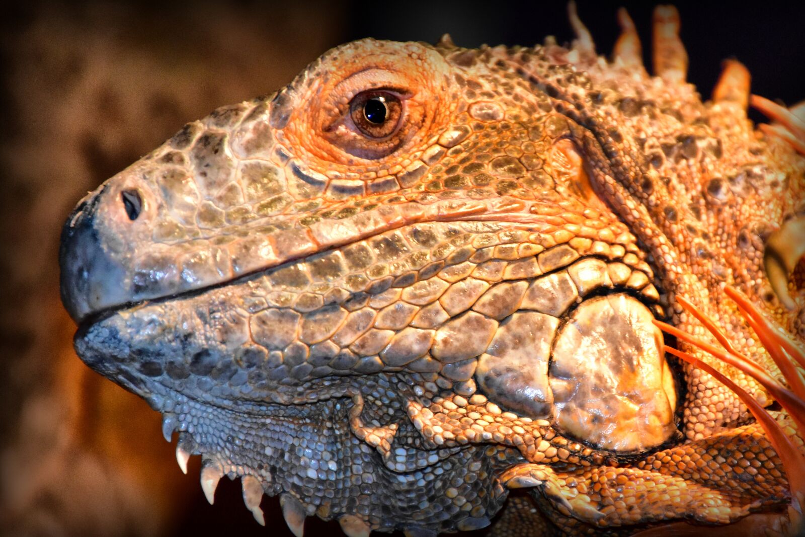 Nikon D5500 sample photo. Reptile, macro, colors photography