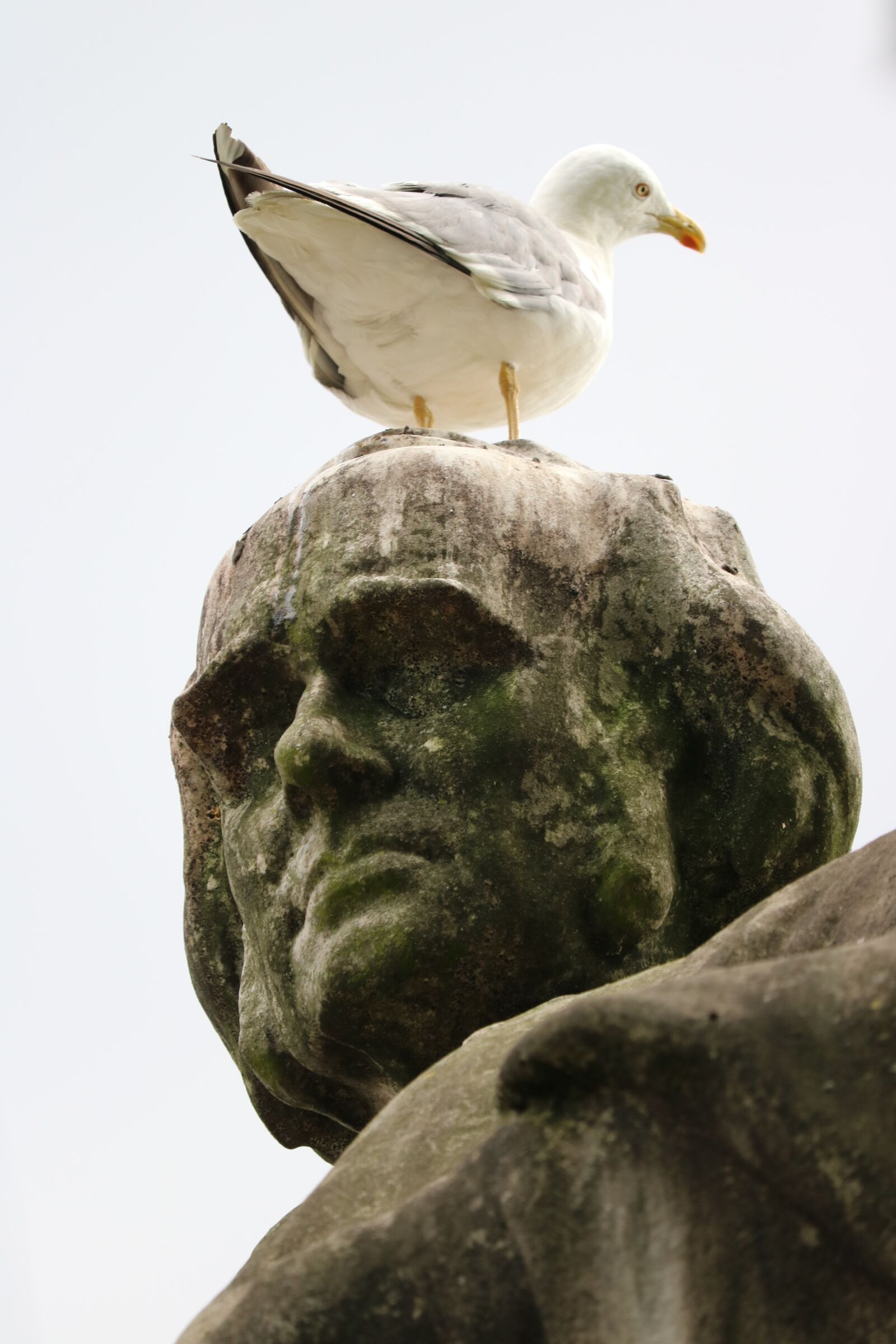 Canon EOS 750D (EOS Rebel T6i / EOS Kiss X8i) sample photo. Seagull, statue, rest photography