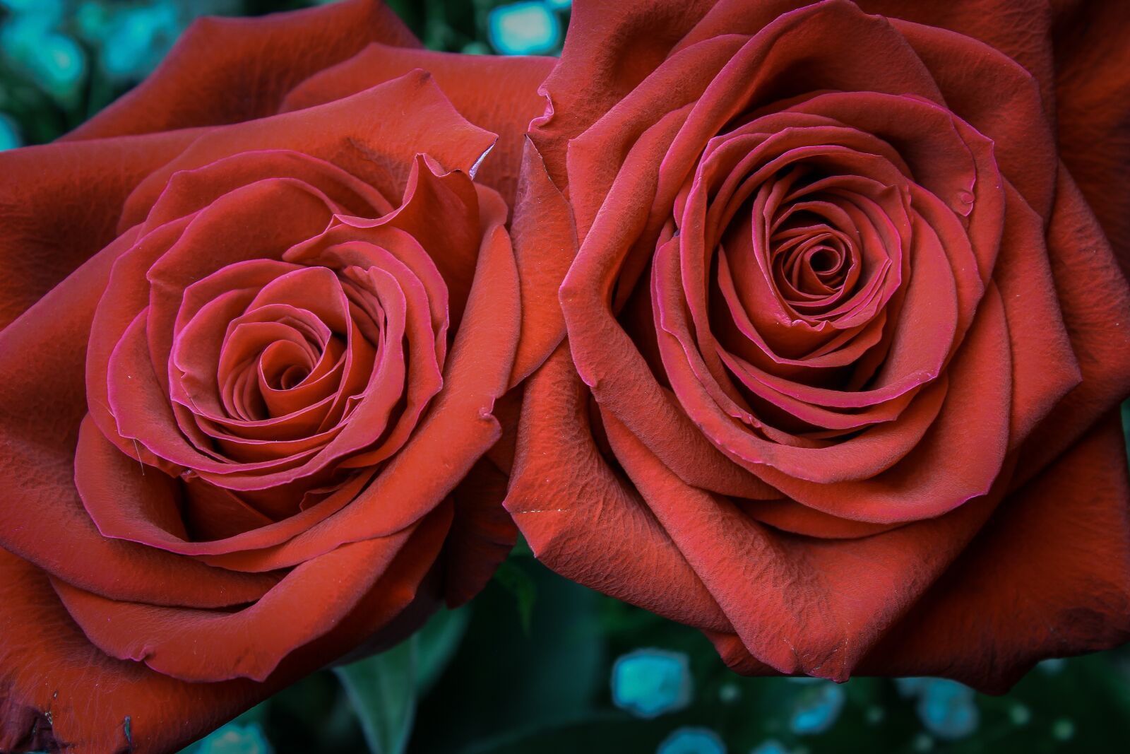 Canon EOS 600D (Rebel EOS T3i / EOS Kiss X5) sample photo. Rose, petal, affection photography