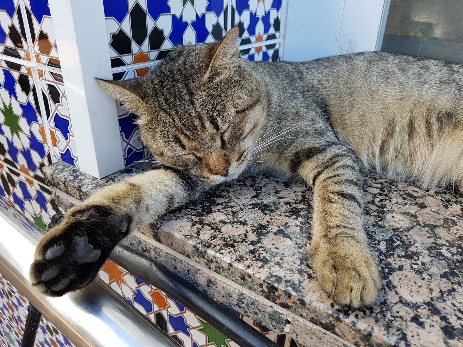 Samsung Galaxy S7 Edge sample photo. Siesta, cat, dream photography