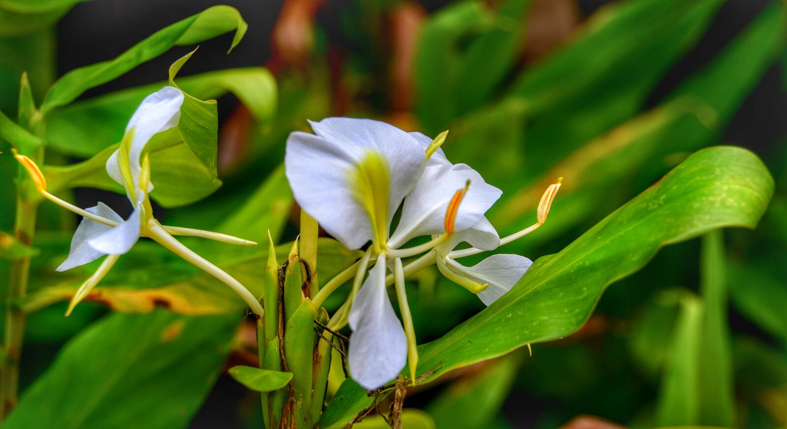 Nikon D5100 sample photo. Mariposa, white ginger, flower photography