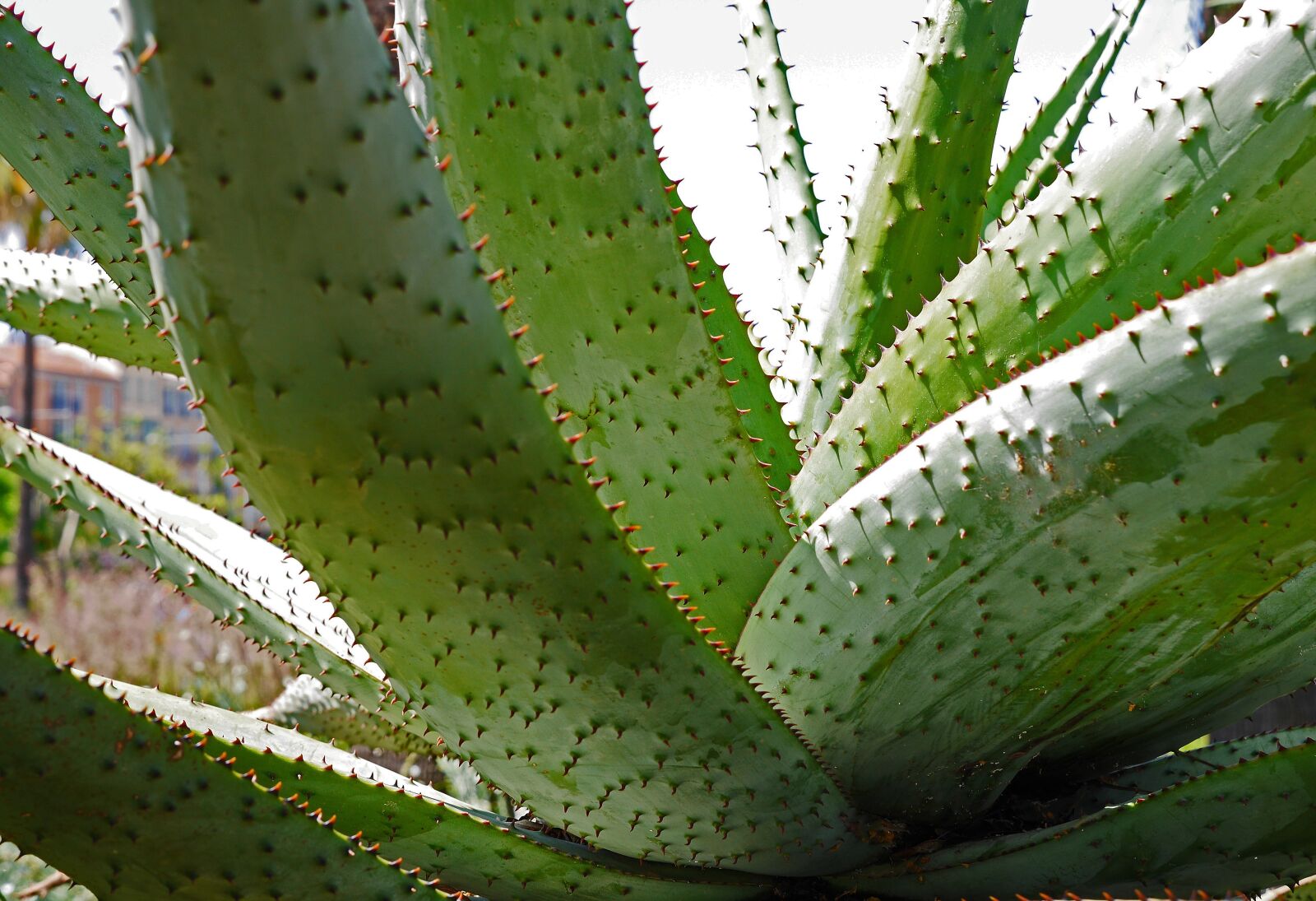 Panasonic Lumix DMC-GH3 sample photo. Aloe vera, huge, park photography