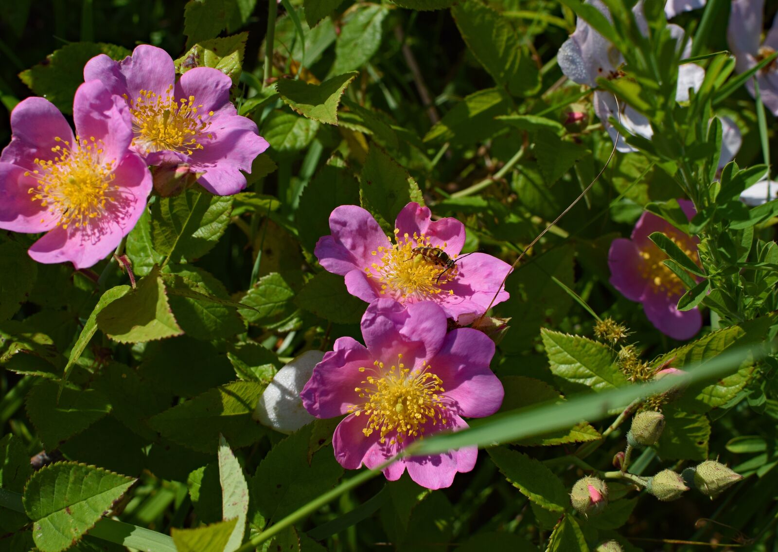 Nikon D3300 sample photo. Wild roses with hornet photography