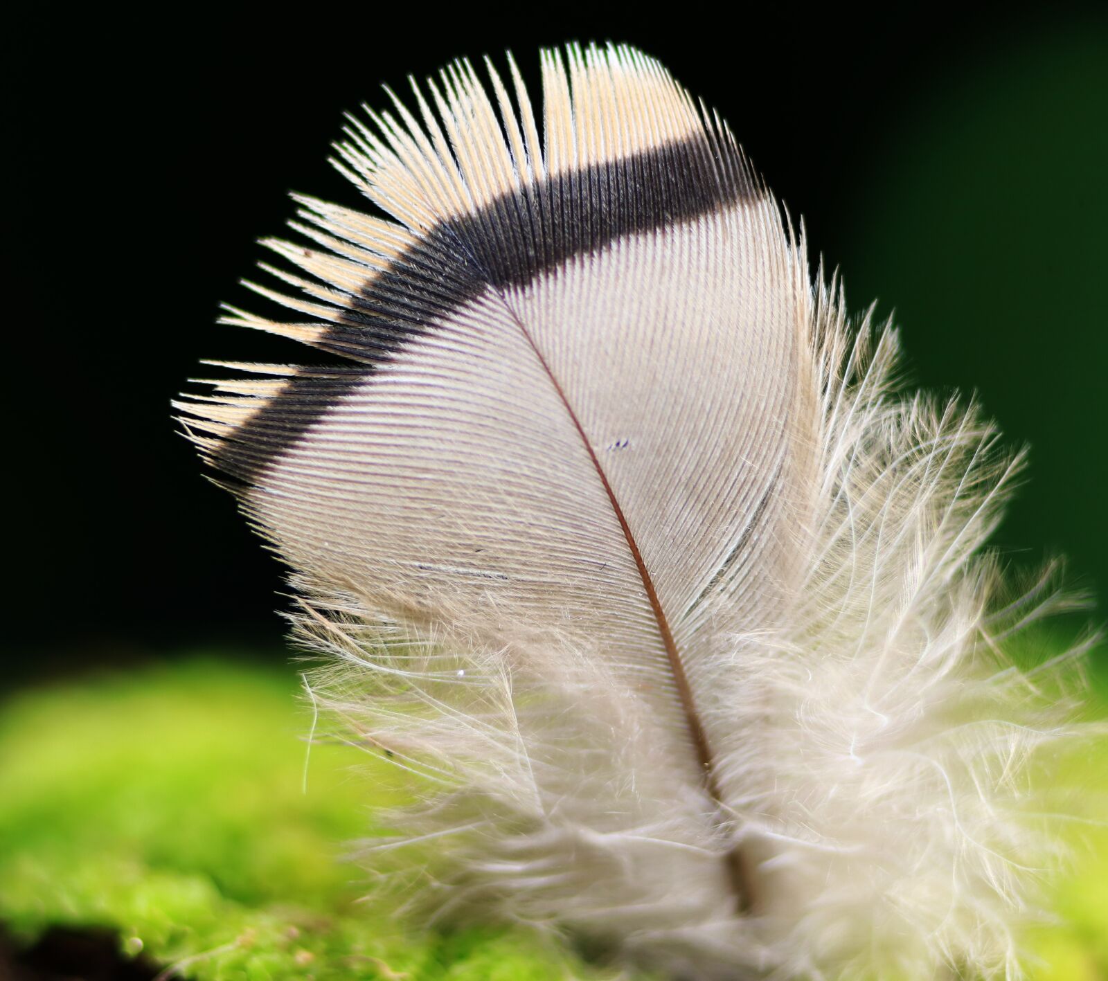 Tamron SP 90mm F2.8 Di VC USD 1:1 Macro sample photo. Feather, bird, stripe photography