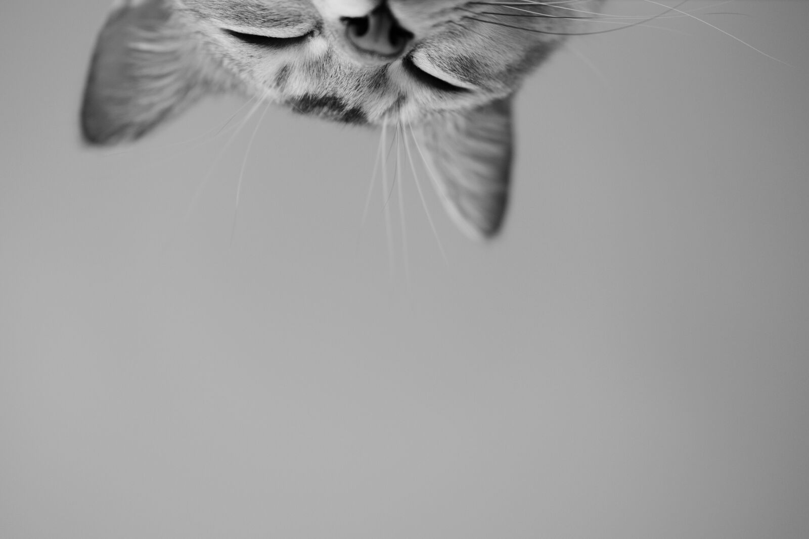 Fujifilm XF 50mm F2 R WR sample photo. Cat, burmilla, head photography