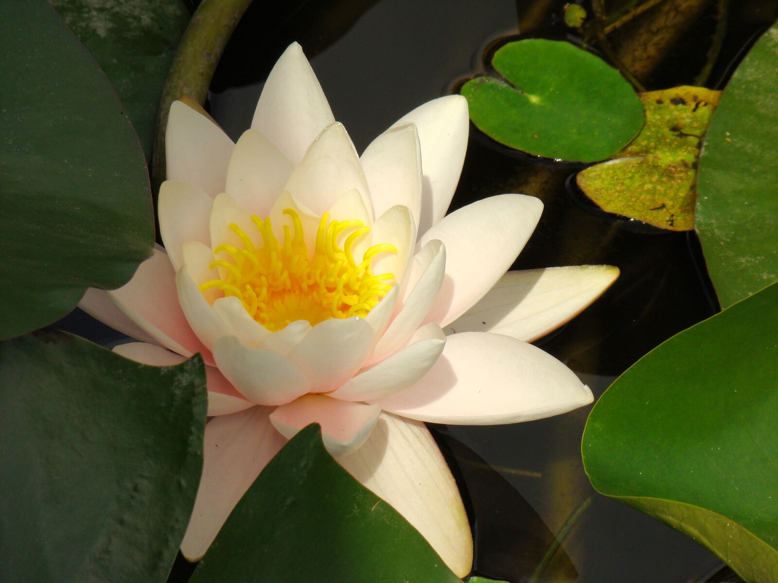 Sony DSC-H7 sample photo. Lotus, flower, nature photography