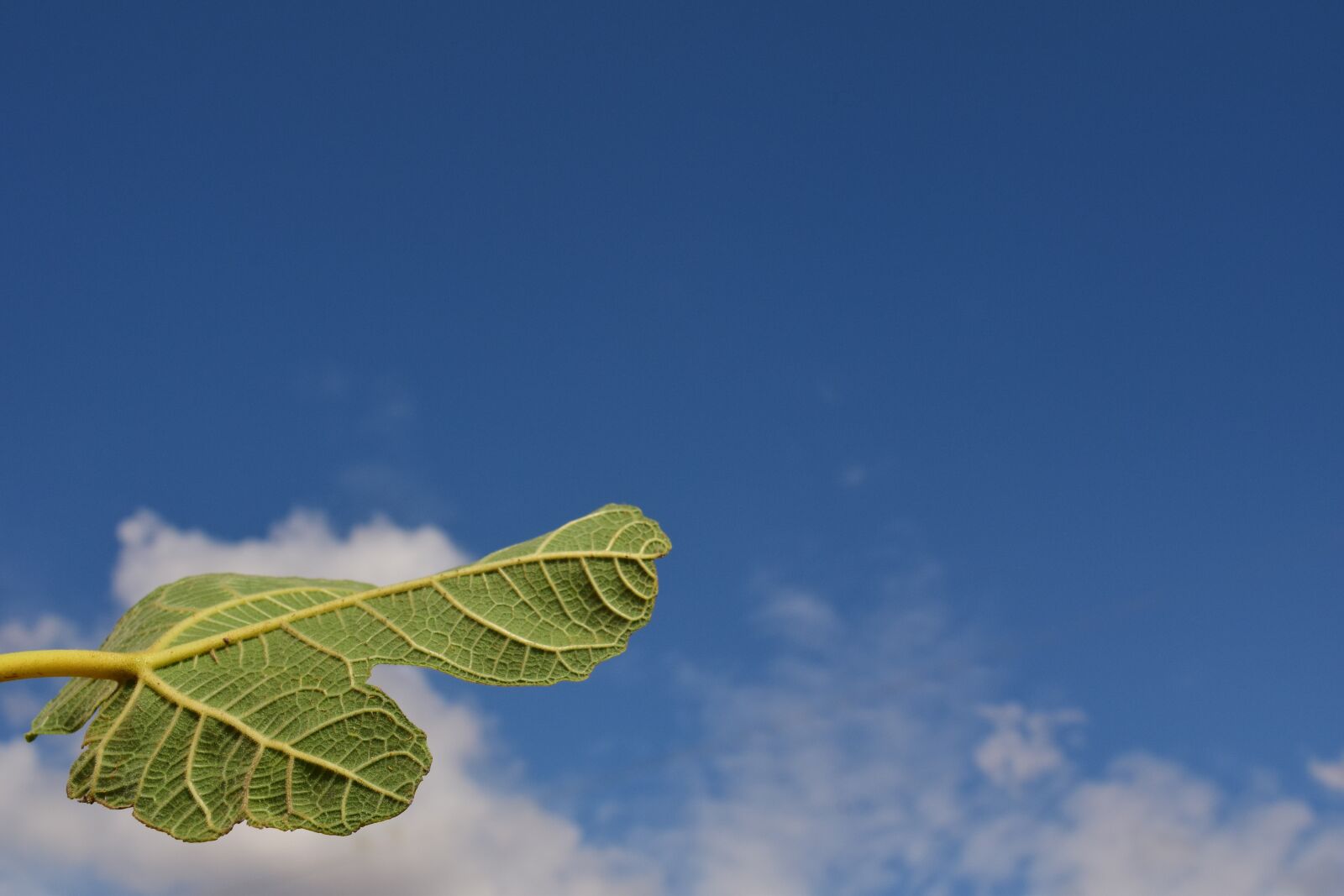Nikon D3300 sample photo. Fig leaf, leaf, close photography