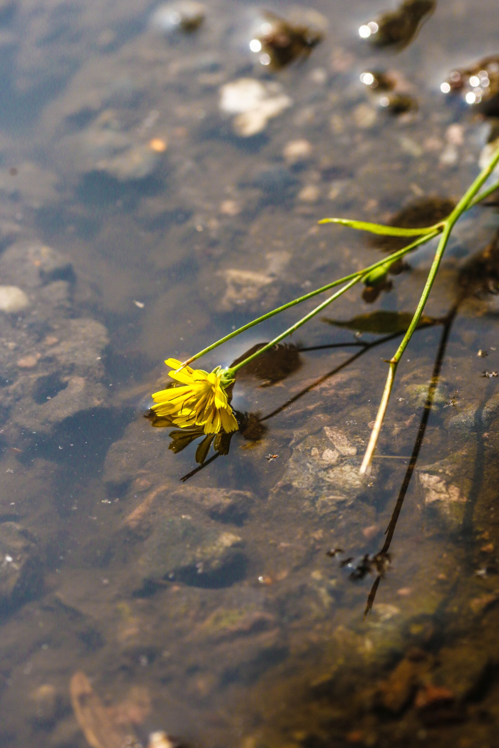 Canon EOS 7D Mark II sample photo. Wildflower, summer flower, nature photography