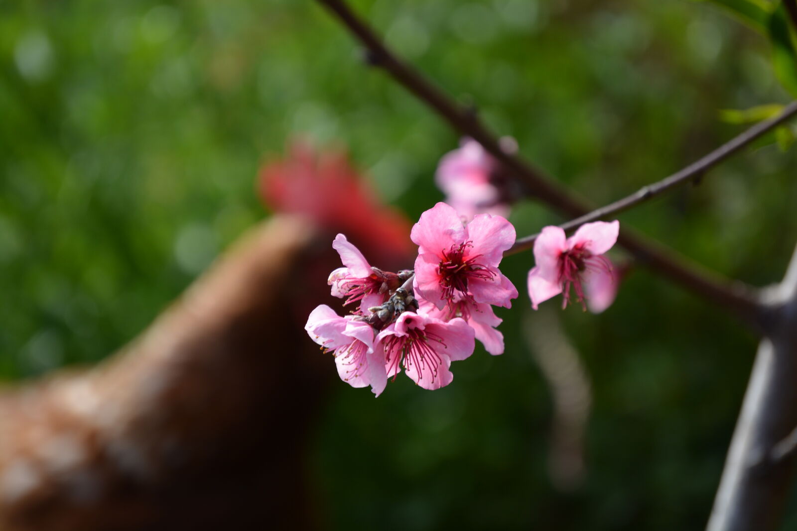 Nikon D5200 sample photo