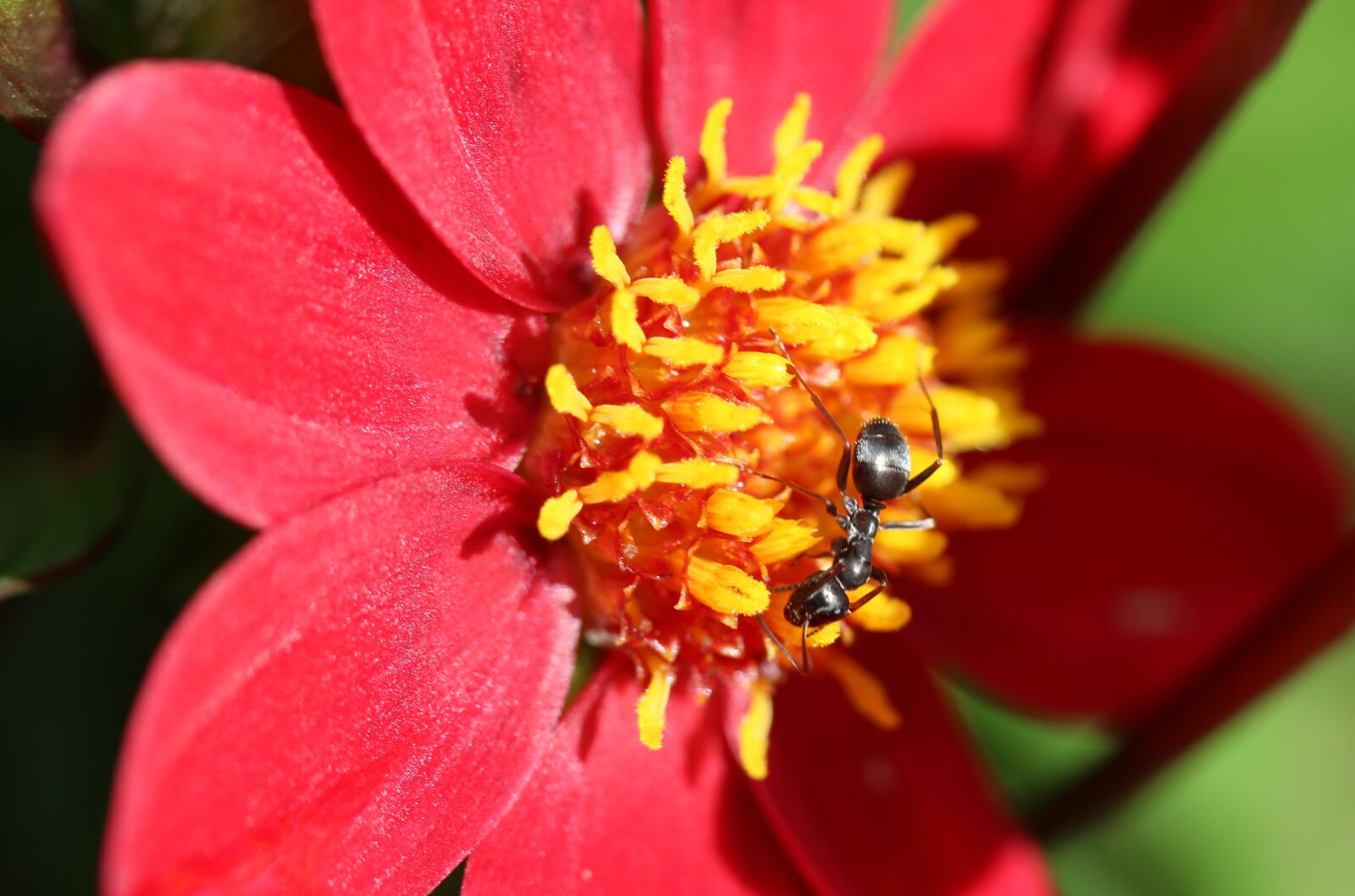 Canon EOS 650D (EOS Rebel T4i / EOS Kiss X6i) sample photo. Ant, black ant, lasius photography