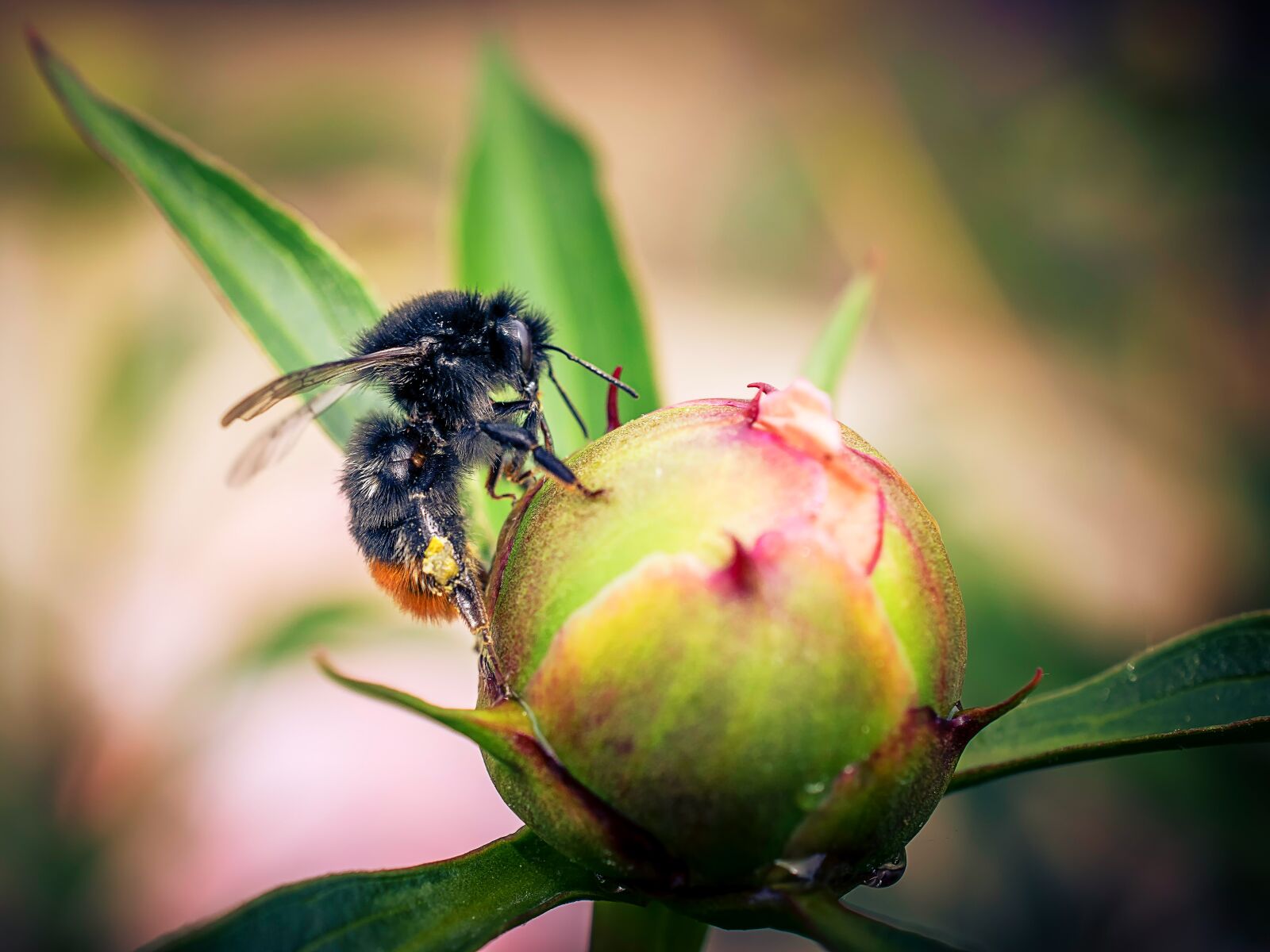 Nikon D3300 sample photo. Hummel, macro, close-up photography photography
