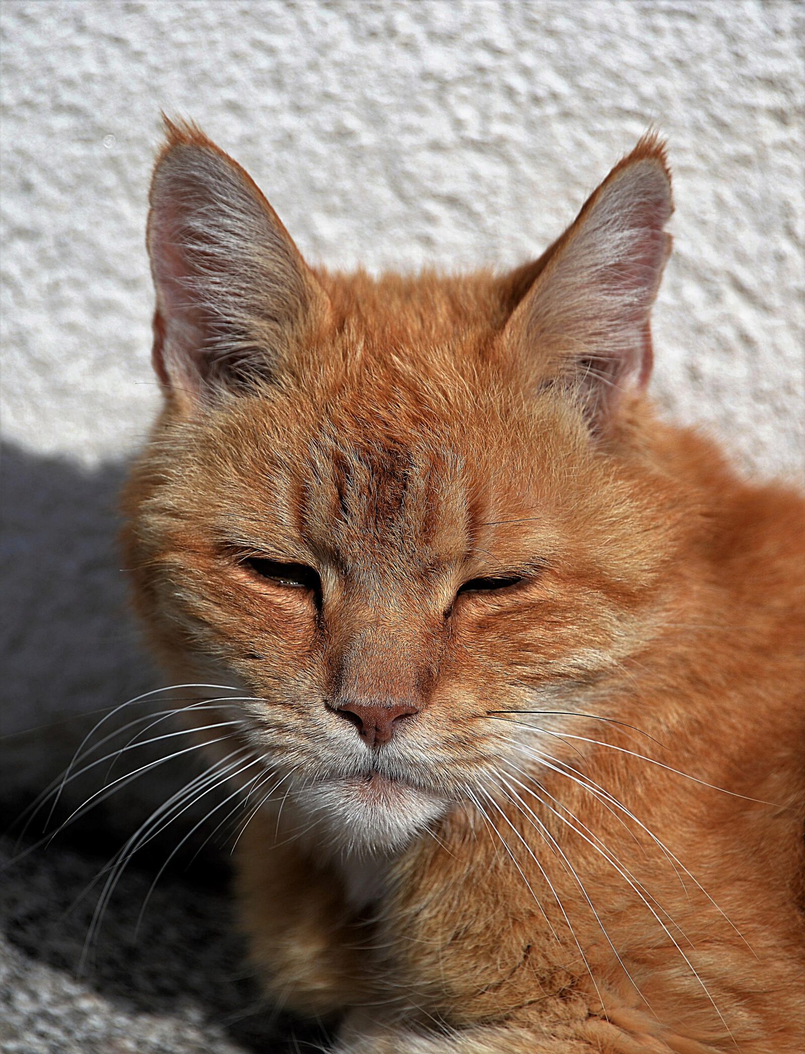 Nikon D610 sample photo. Cat, red, relaxation photography