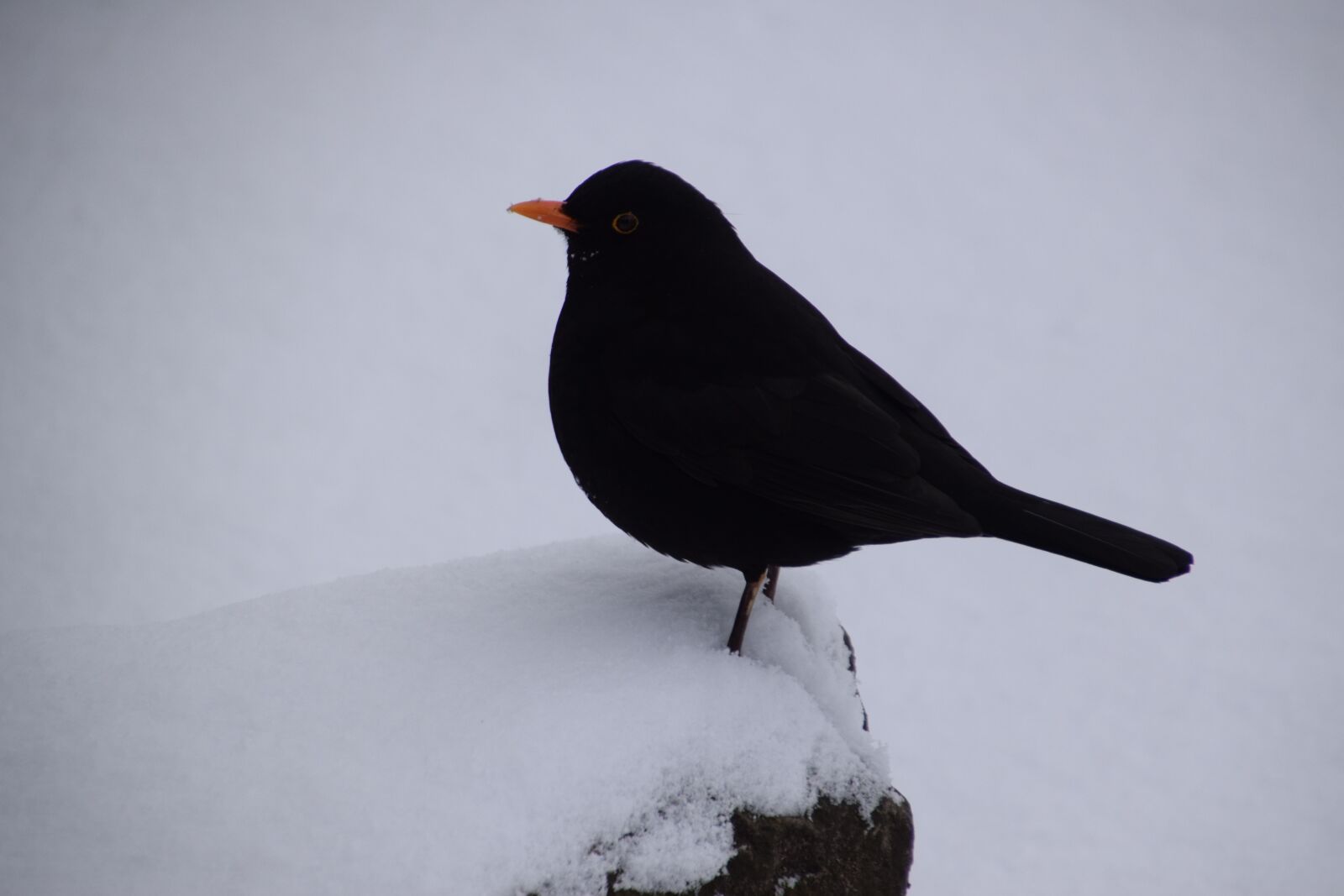 Nikon D3300 sample photo. Bird, wildlife, outdoors photography