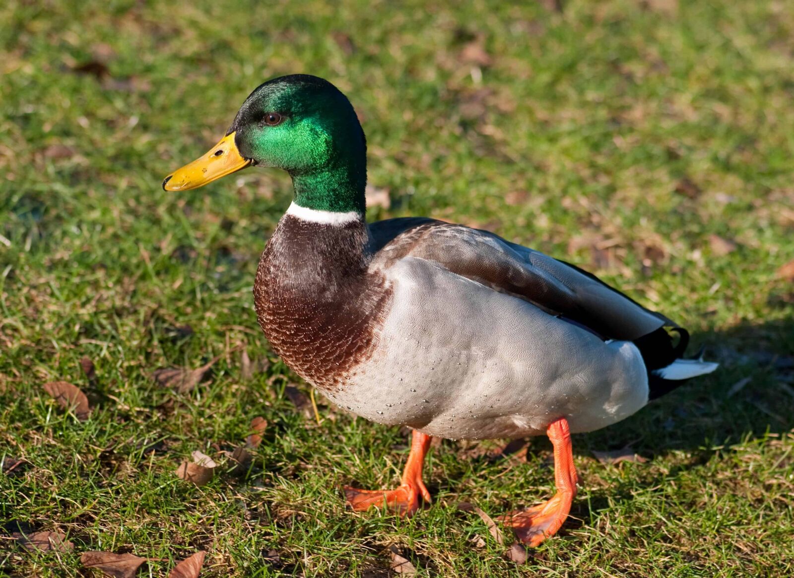 Nikon D300 sample photo. Duck, poultry, waterfowl, bird photography