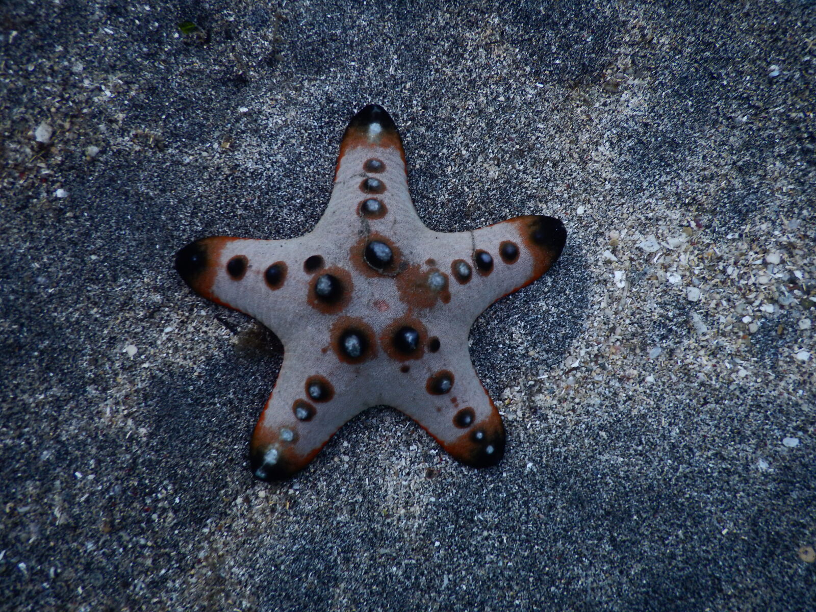 Nikon Coolpix AW130 sample photo. Sea, starfish photography