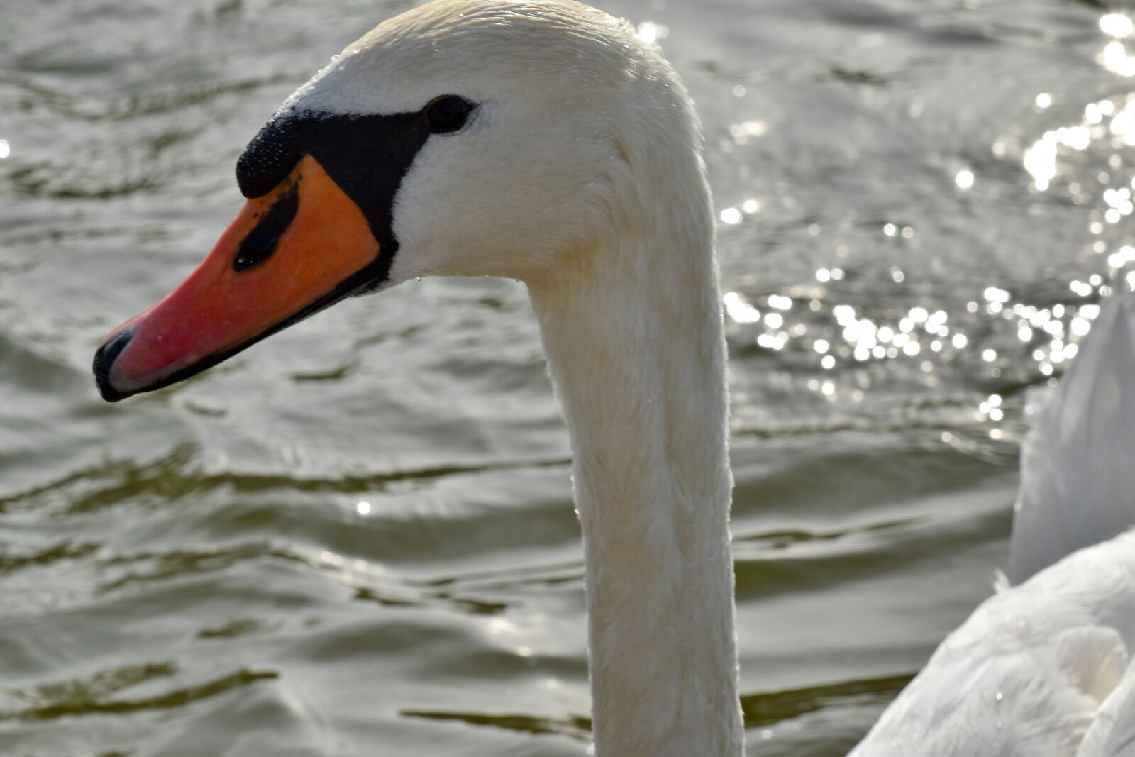 Nikon D5500 sample photo. Beak, head, swan, aquatic photography