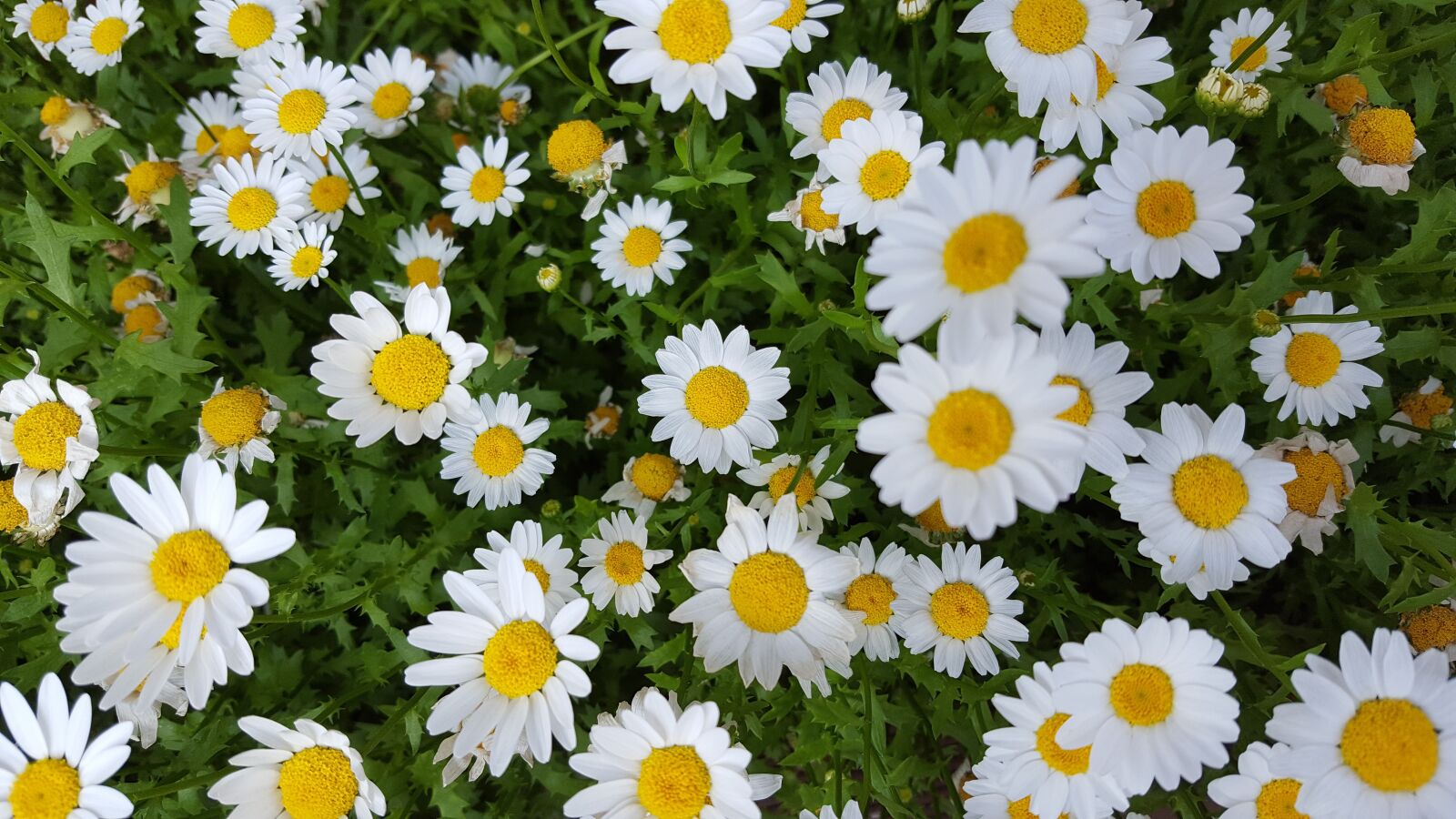 Samsung Galaxy S6 sample photo. Flowers, kogiku, white photography