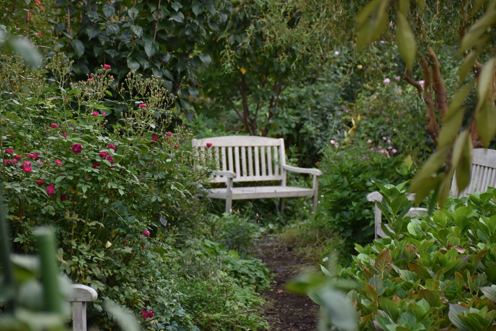 Nikon D5600 sample photo. Garden, plant, flowers photography