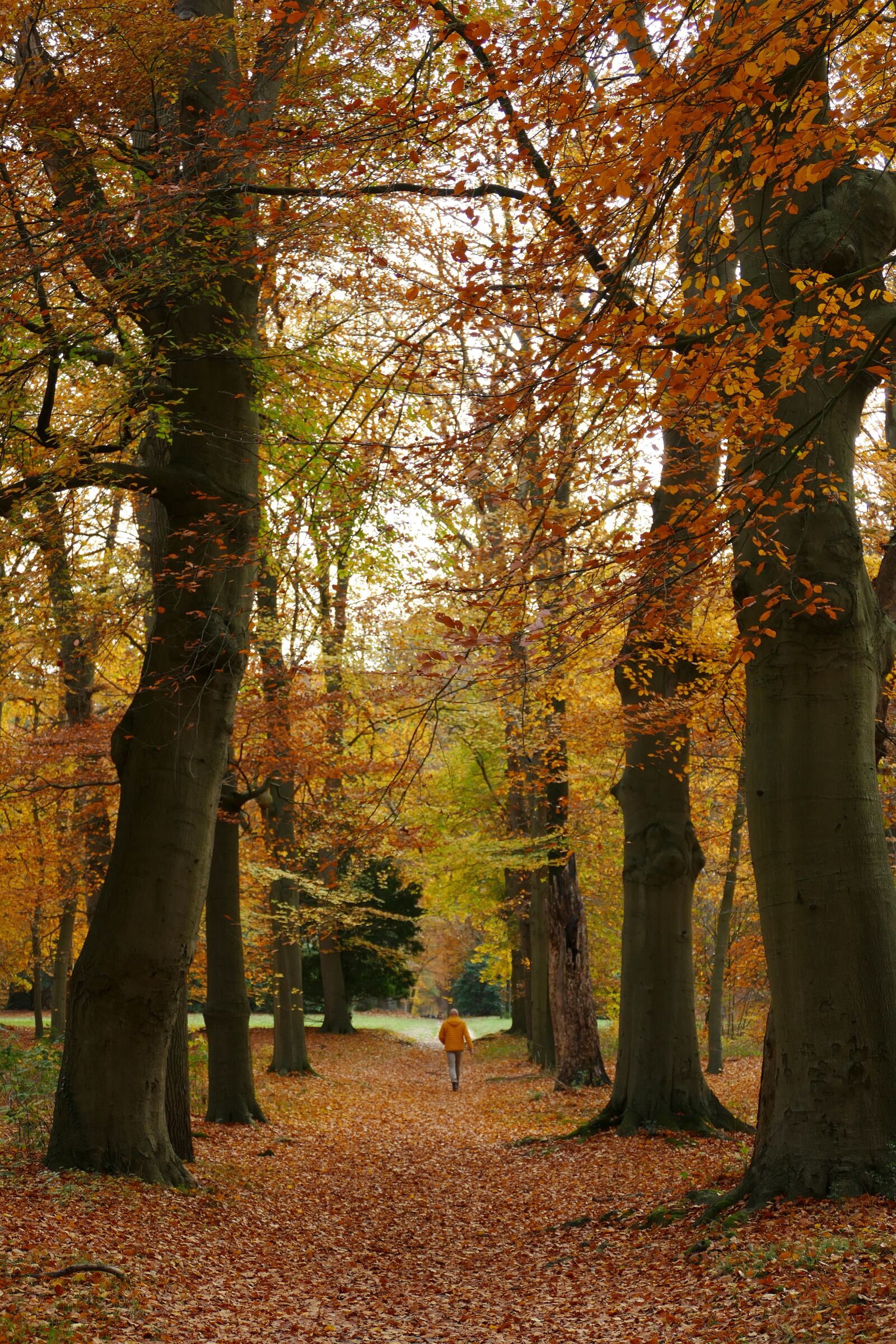 Panasonic Lumix DMC-FZ1000 sample photo. Autumn, forest, trees photography