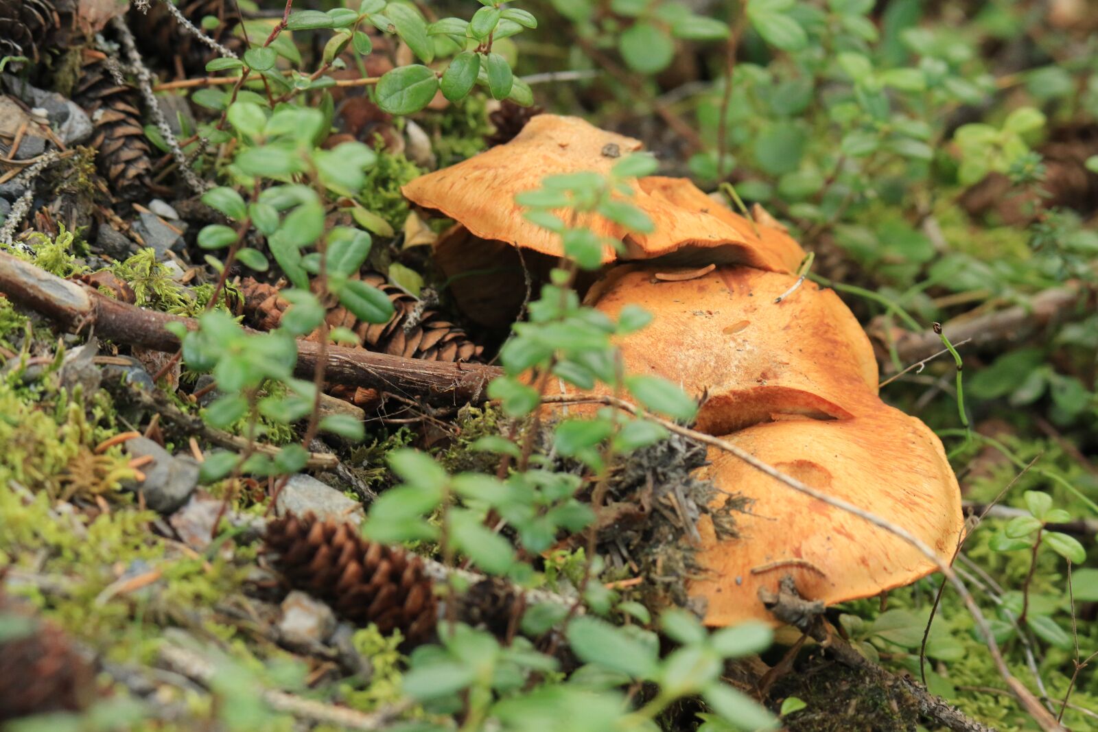 Canon EOS 7D Mark II sample photo. Mushroom, forest, autumn photography