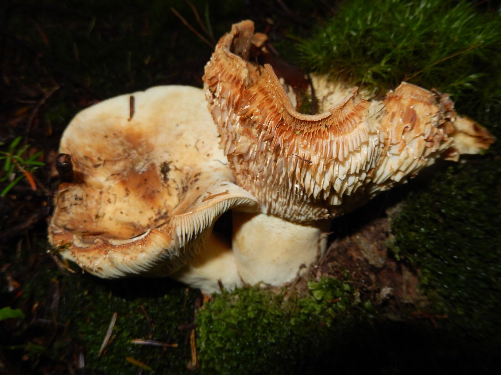 Nikon Coolpix S9500 sample photo. Mushrooms, wood, nature photography