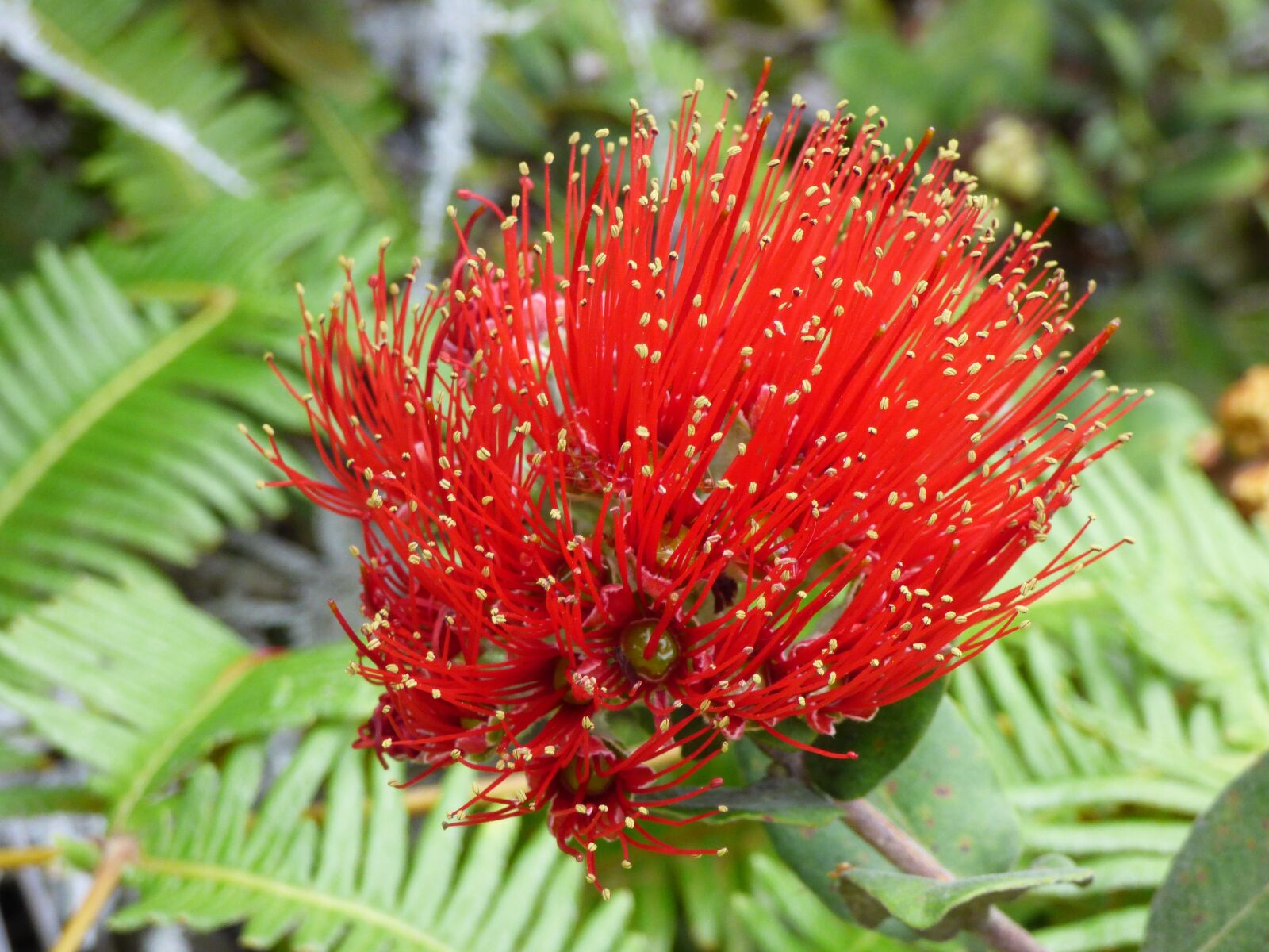 Panasonic Lumix DMC-FZ70 sample photo. Hawaii, plant, lehua photography