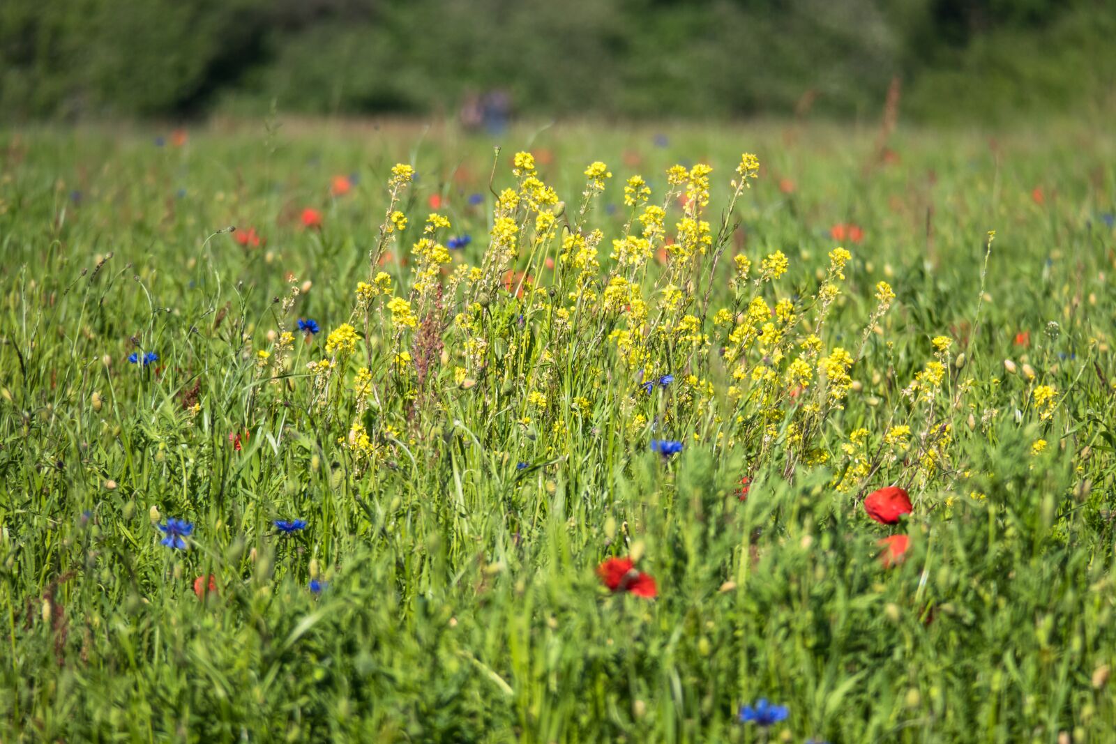 Canon PowerShot G3 X sample photo. Flower meadow, meadow, poppy photography
