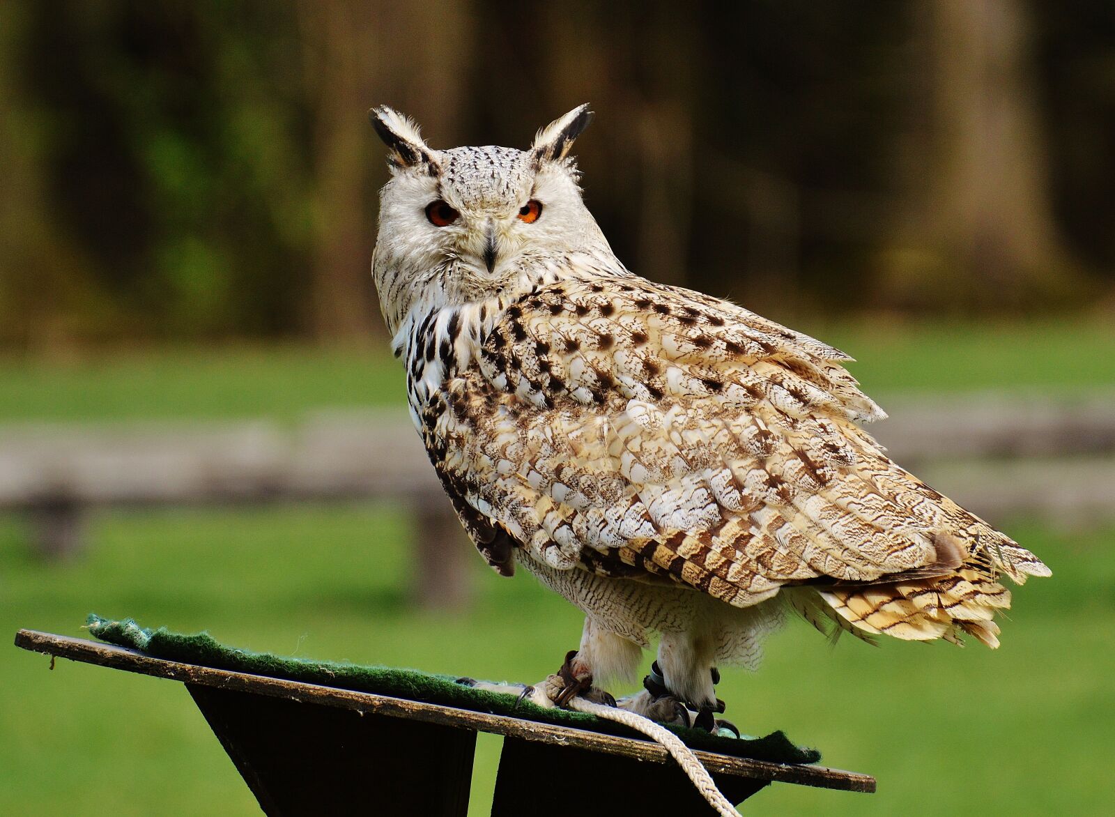 Nikon D3200 sample photo. Owl, wildpark poing, bird photography