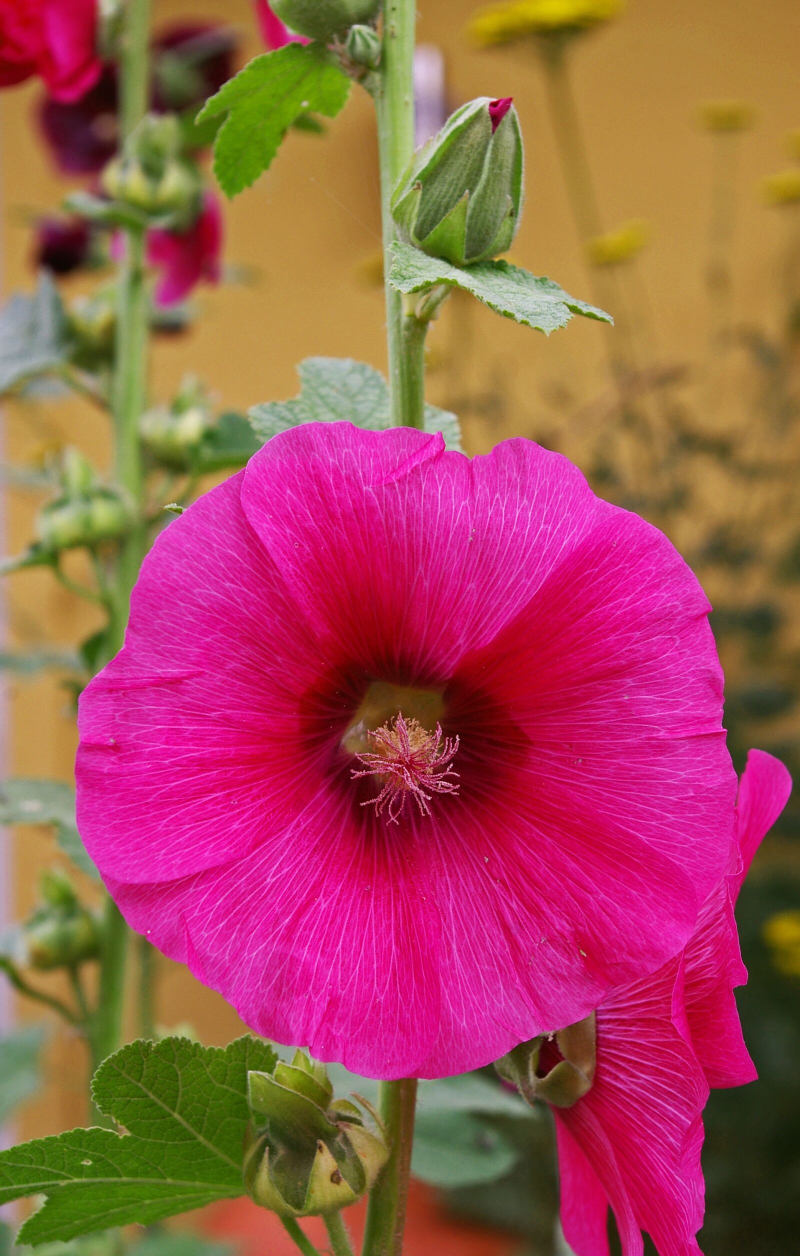 Pentax *ist DL2 sample photo. Stock rose, cottage garden photography