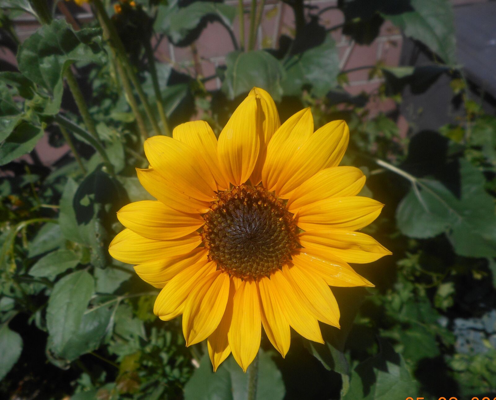 Nikon Coolpix S3700 sample photo. Flower, sunflower, garden photography