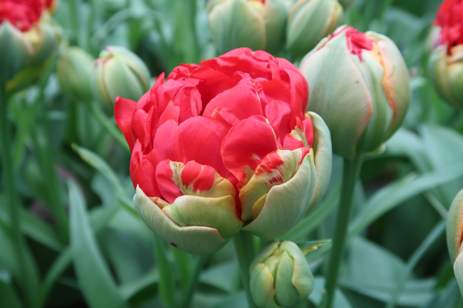 Canon PowerShot G7 X Mark II sample photo. Poppy, tulip, red photography