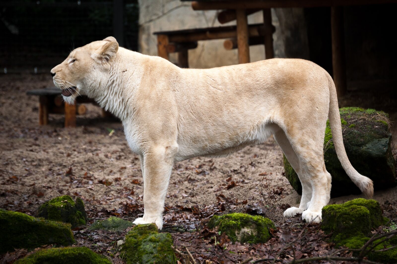 Nikon D40 sample photo. Lioness, wildlife, animals photography