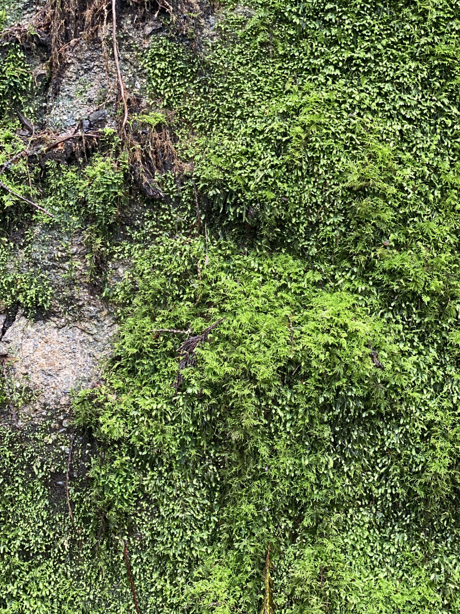 Apple iPhone 11 Pro Max + iPhone 11 Pro Max back dual camera 6mm f/2 sample photo. Moss, green, forest photography