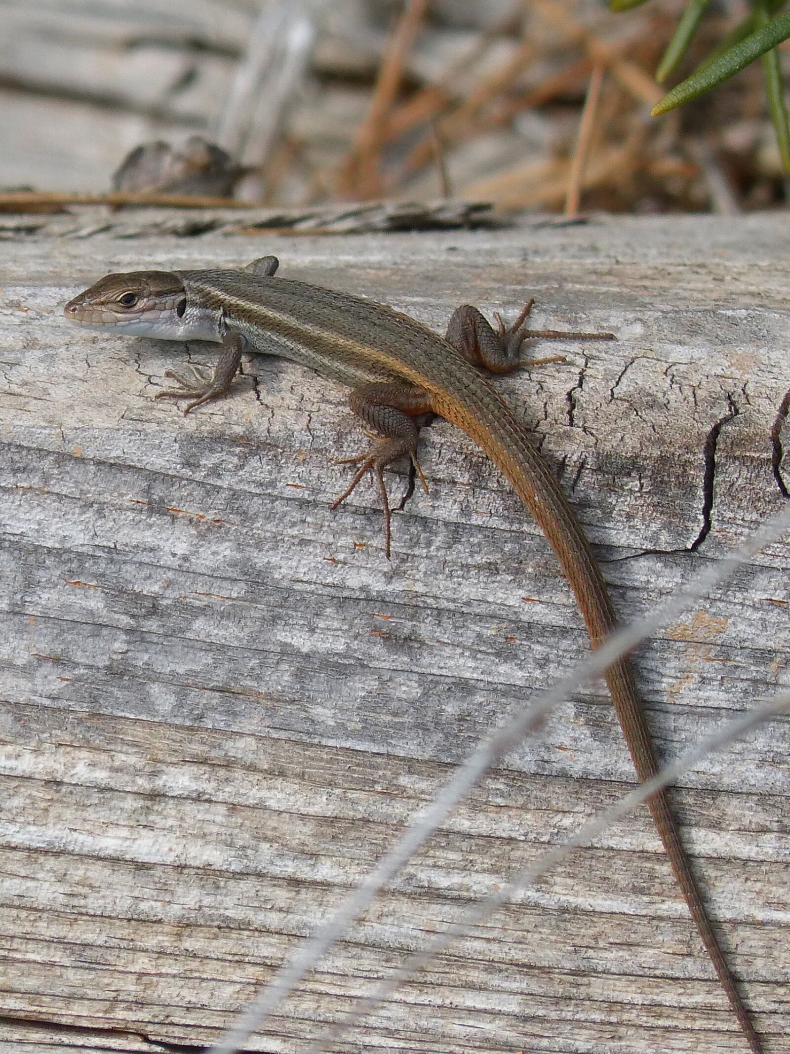 Panasonic DMC-FZ62 sample photo. Lizard, sargantana, trunk photography