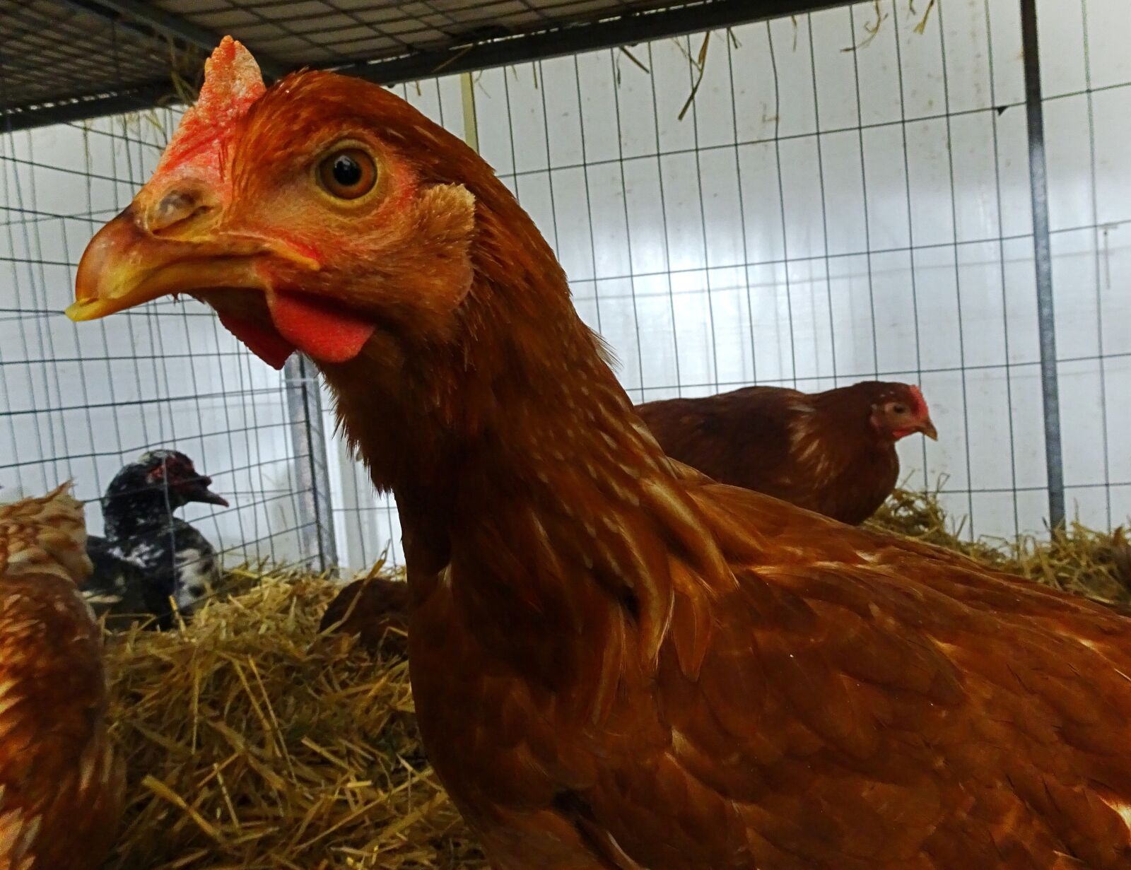 Sony Cyber-shot DSC-HX80 sample photo. Chicken, animals, poultry photography