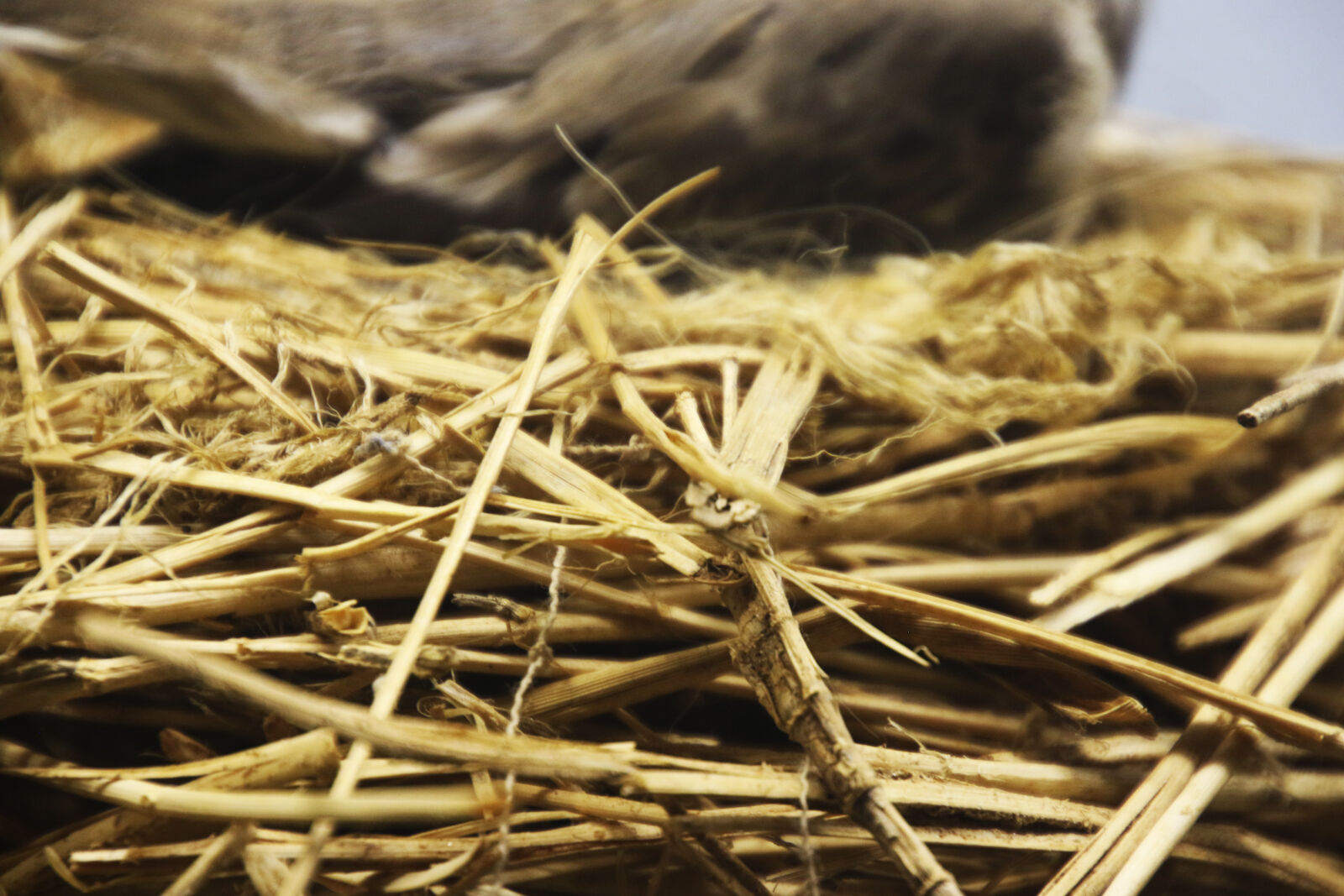 Canon EOS 7D Mark II sample photo. Background, bird, breed, egg photography