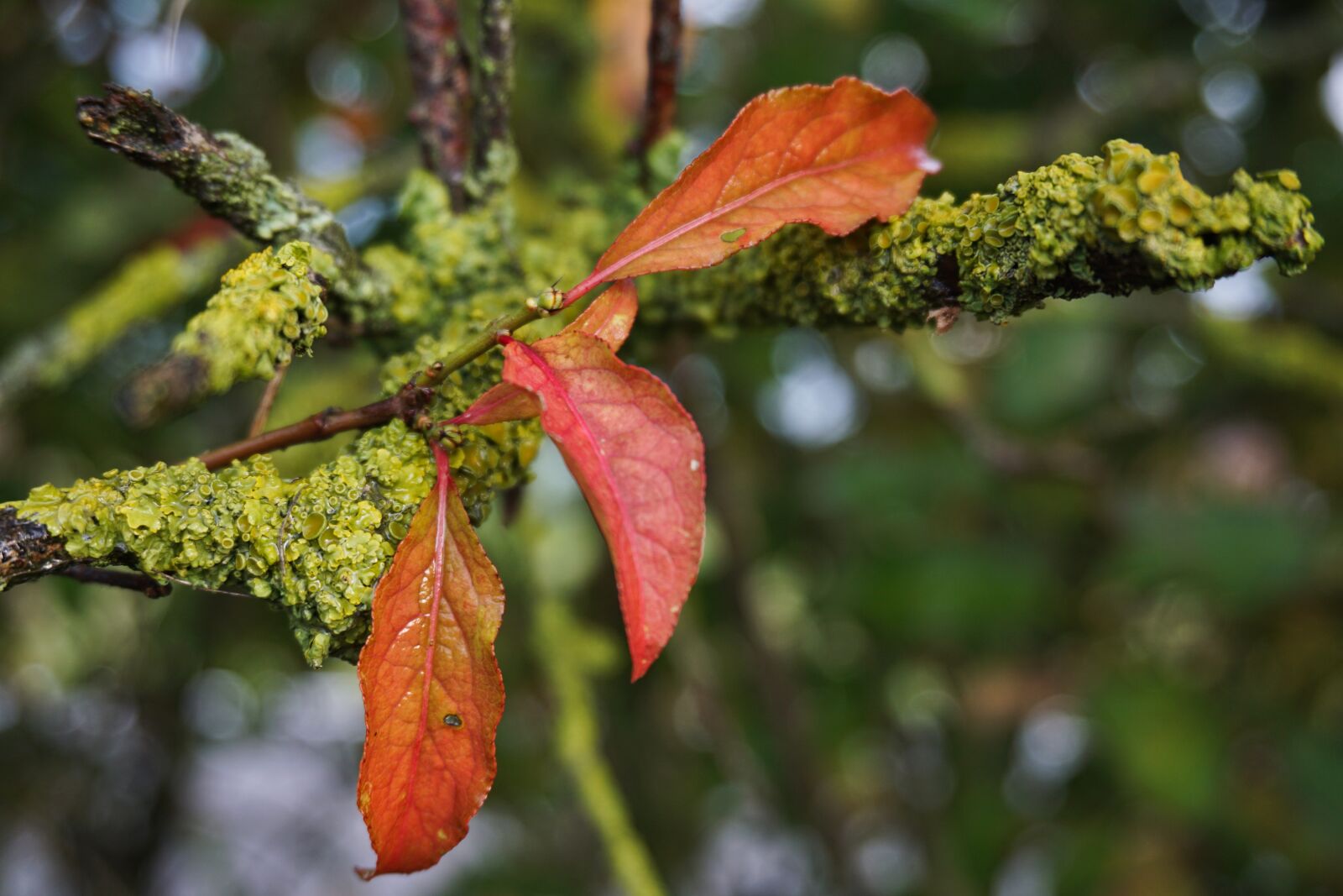 Sony a5100 sample photo. Autumn, branch, leaves photography