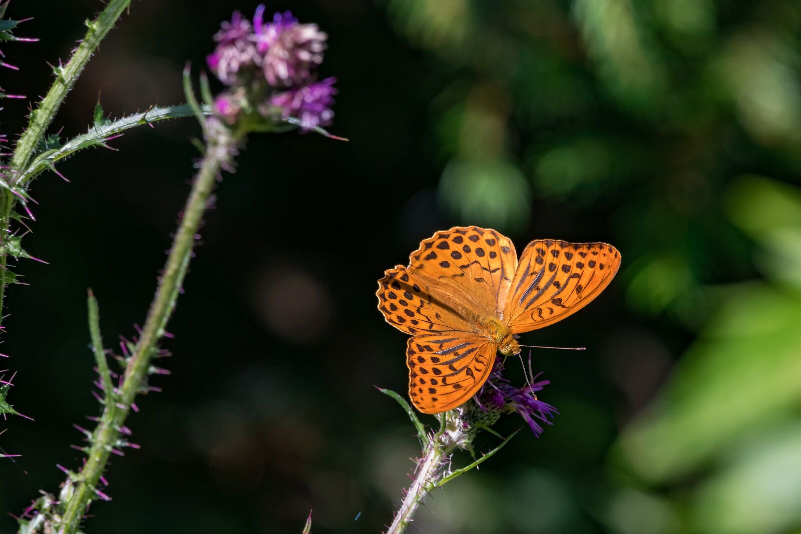 Canon EOS 5D Mark IV + 150-600mm F5-6.3 DG OS HSM | Contemporary 015 sample photo. Fritillary, butterfly, male photography