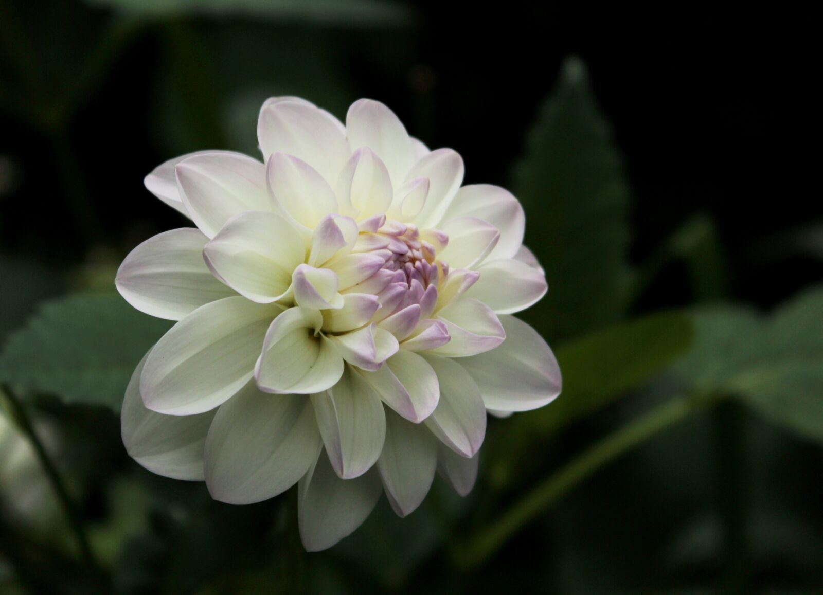 Canon EOS 600D (Rebel EOS T3i / EOS Kiss X5) sample photo. Dahlia, white, petals photography
